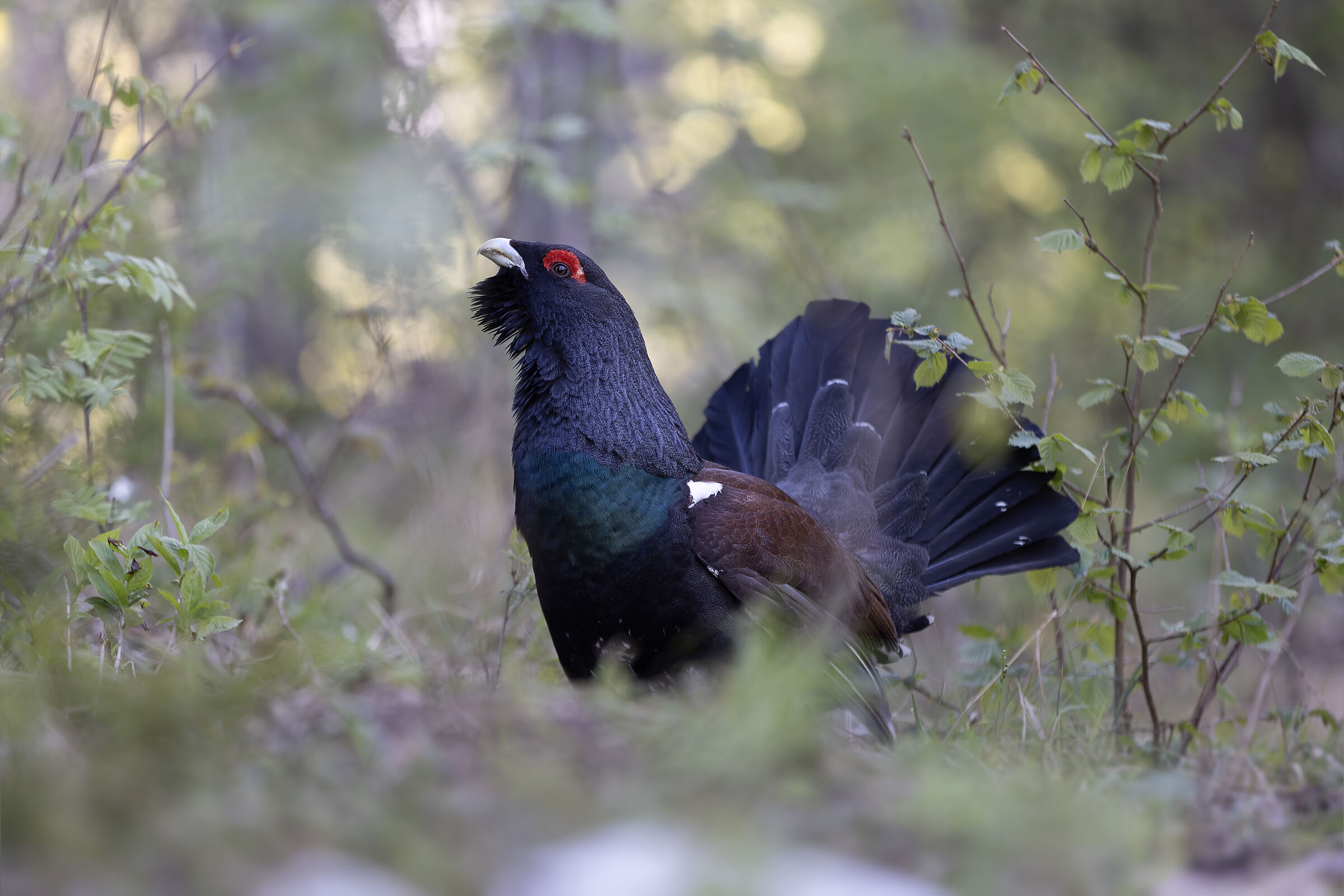 Gallo
