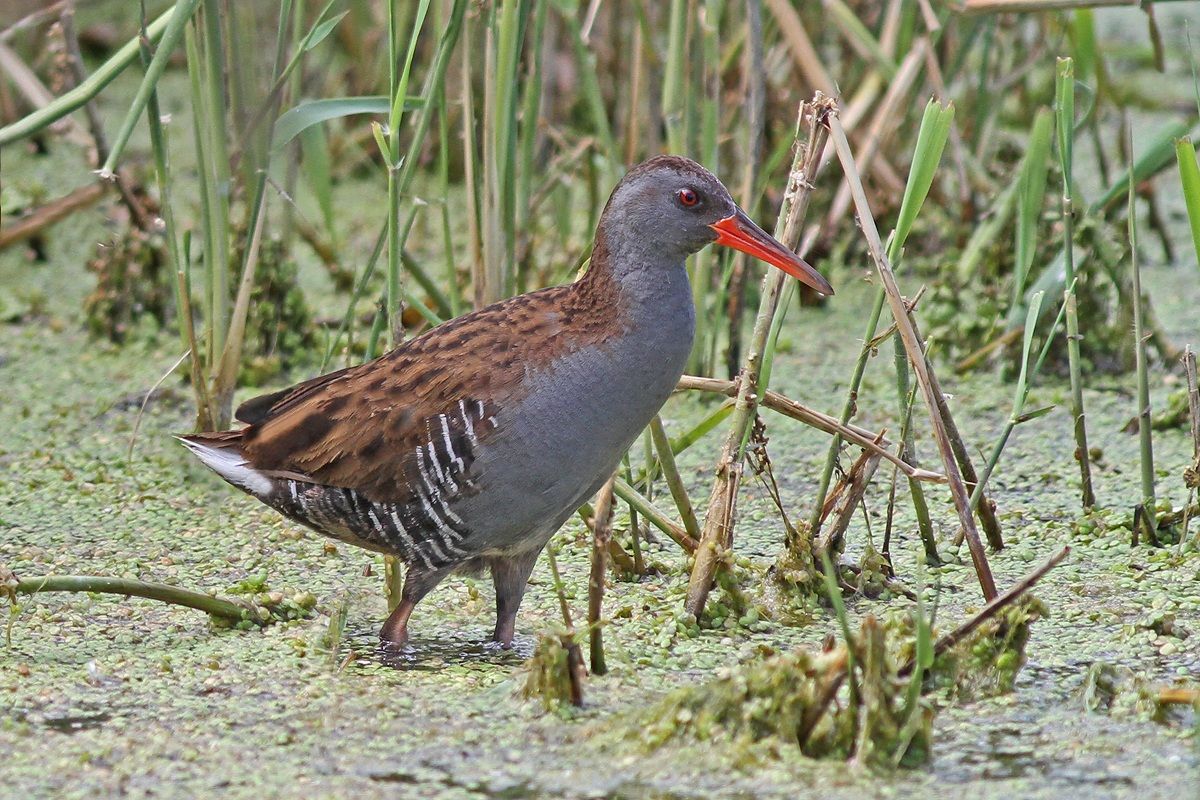 Water Rail