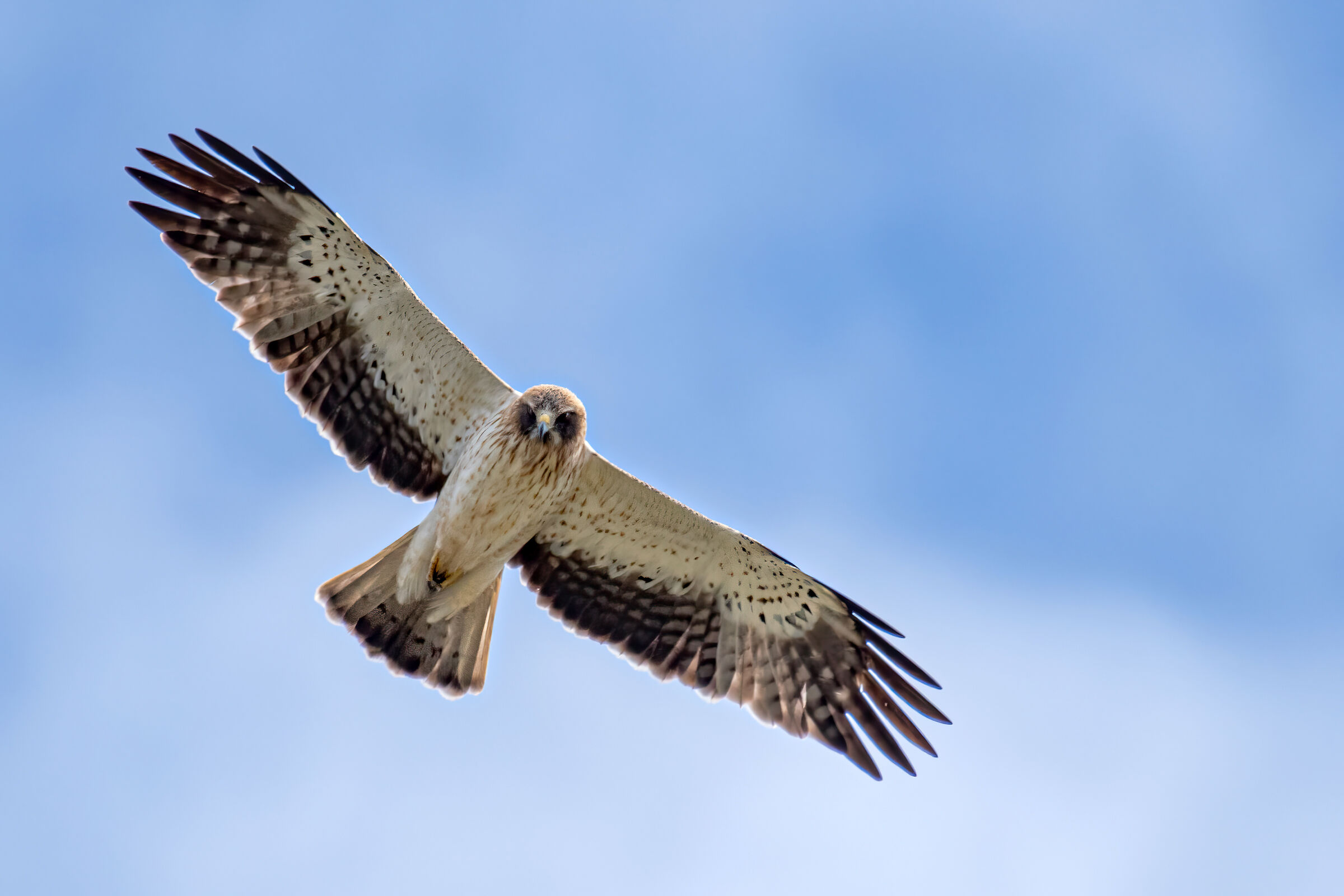 Lesser Eagle (Light Phase)
