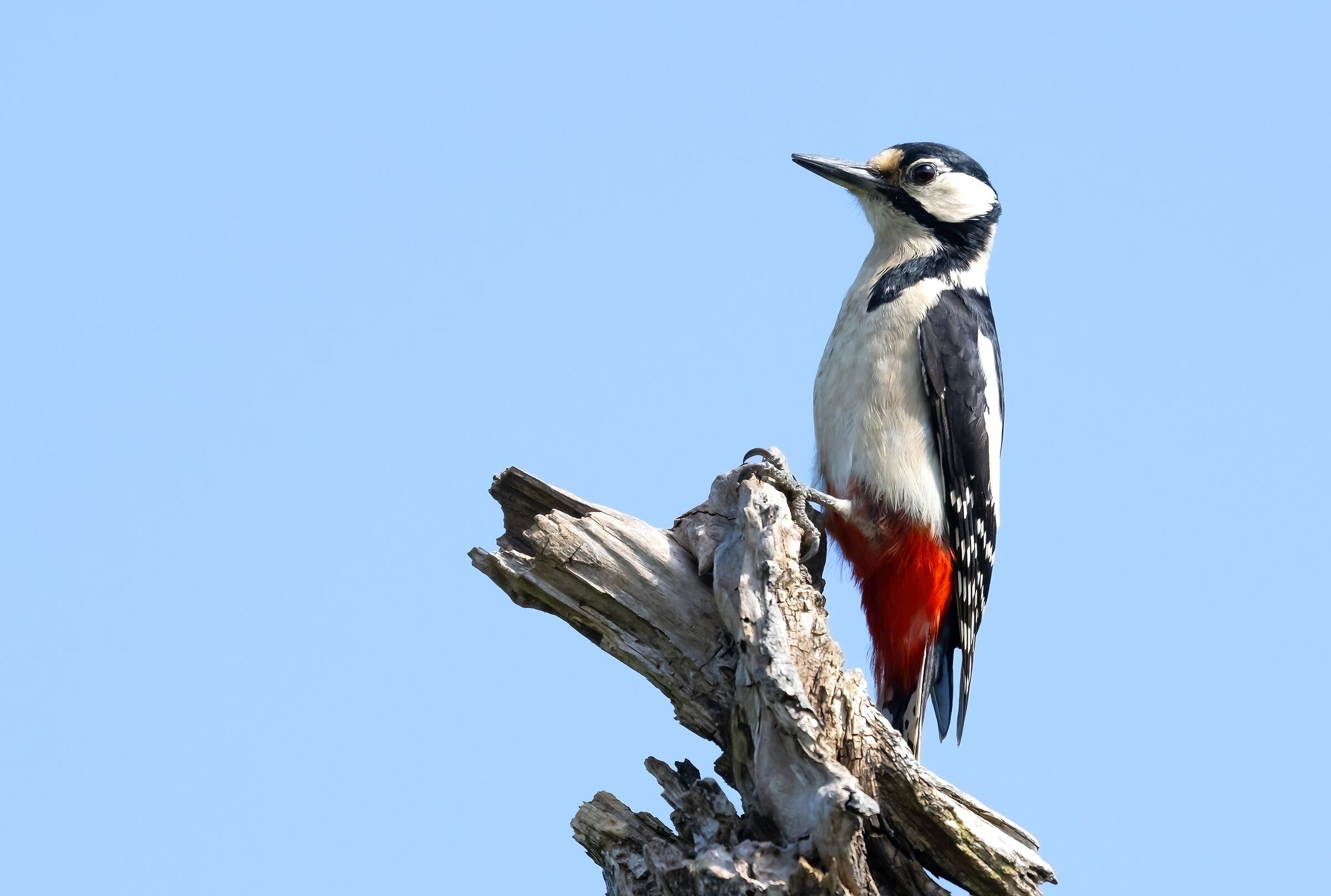 Female Spotted Woodpecker