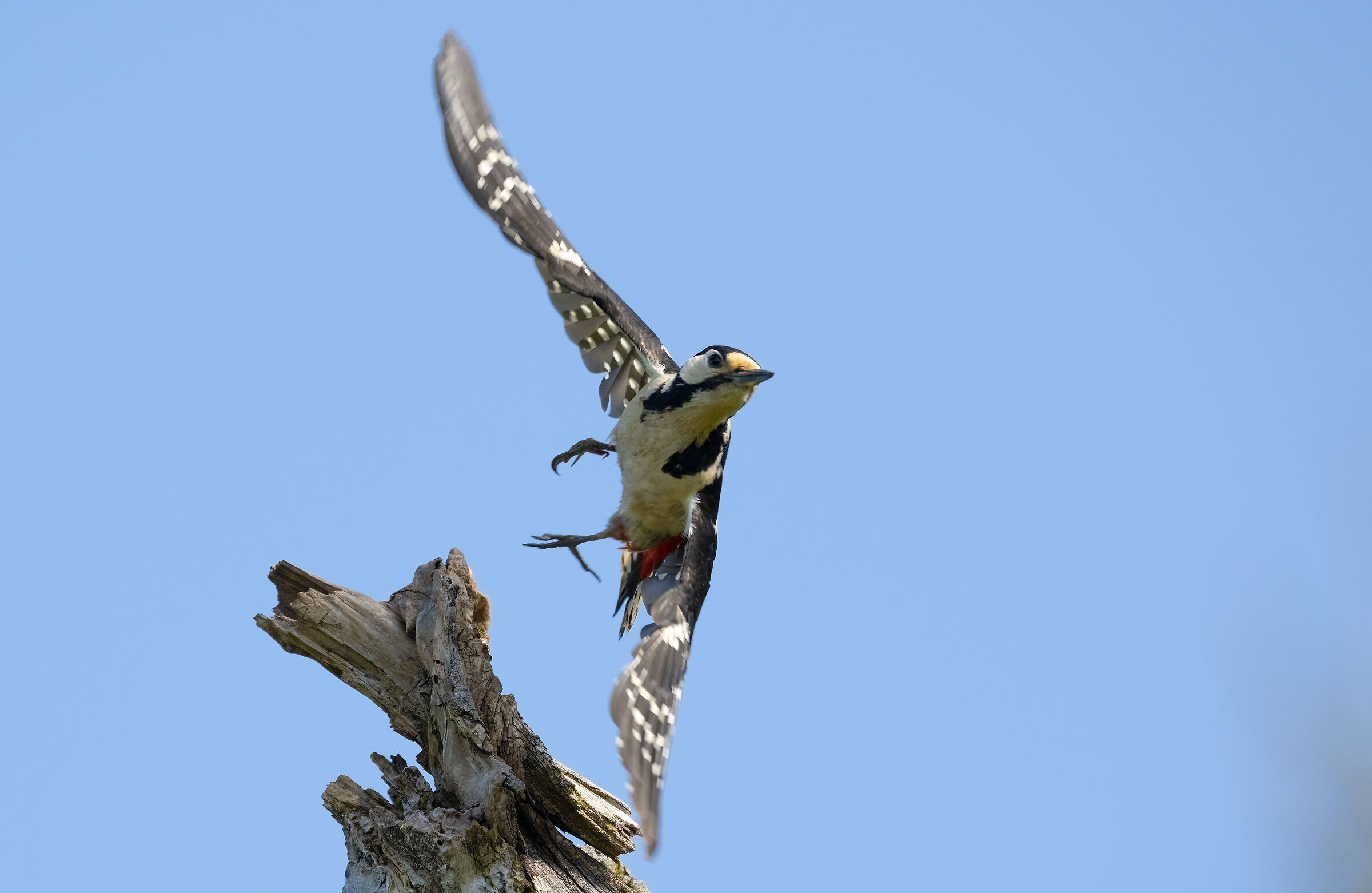 Female spotted woodpecker in detachment