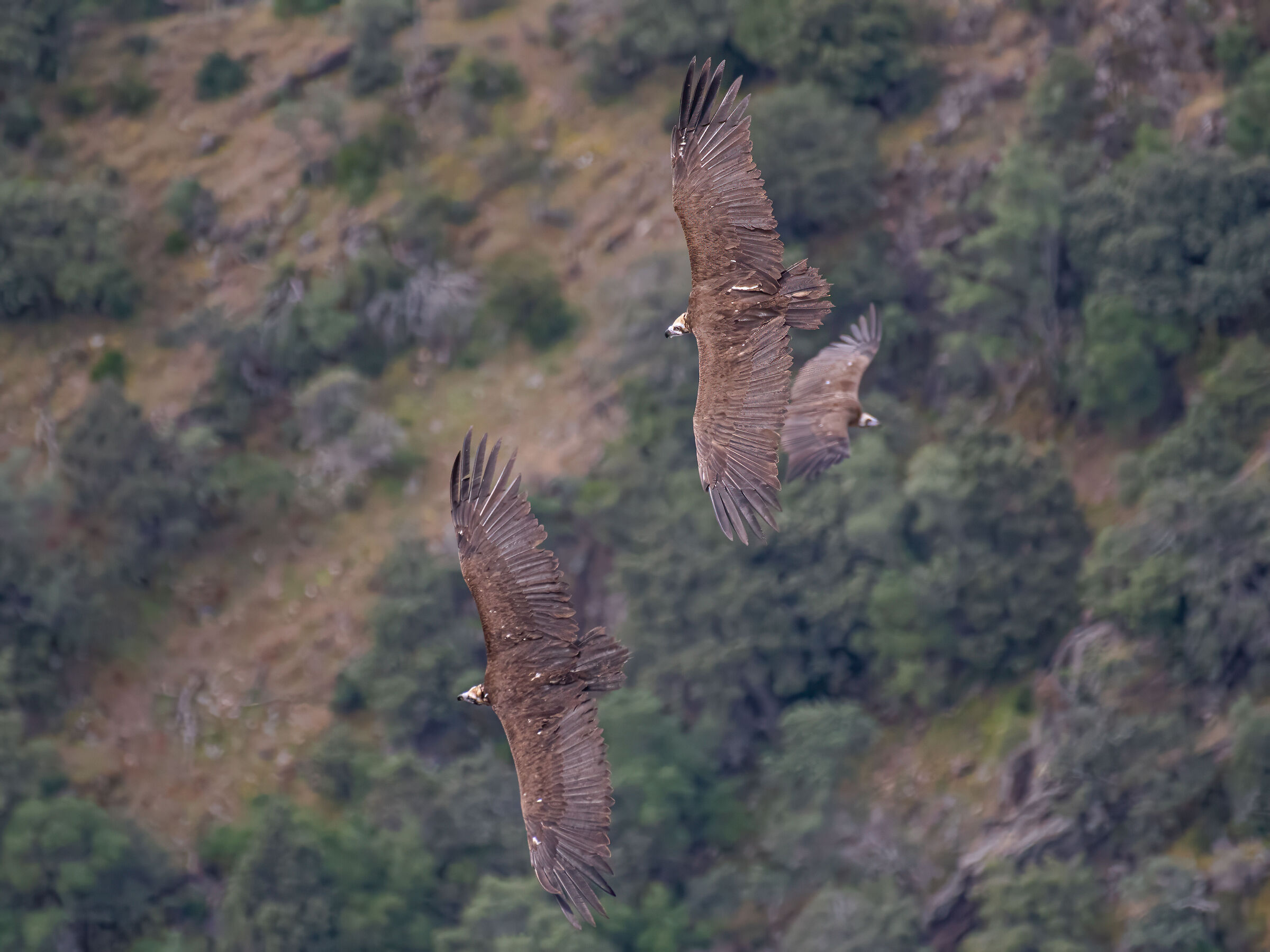 Three of a Kind of Monks