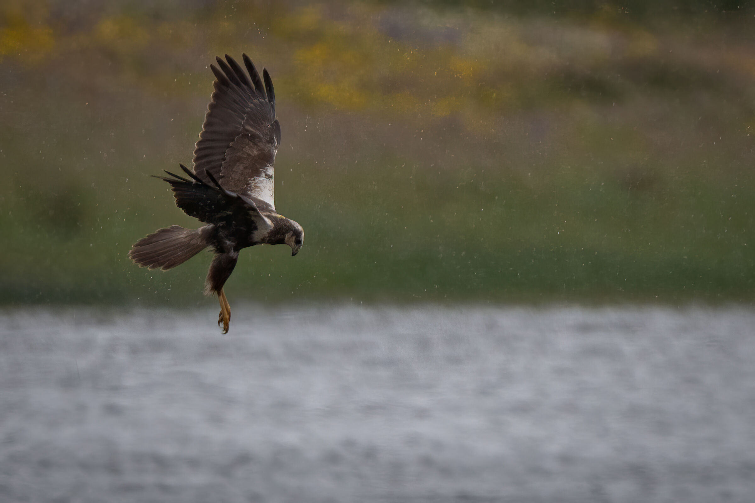 Marsh Harrier F on the hunt