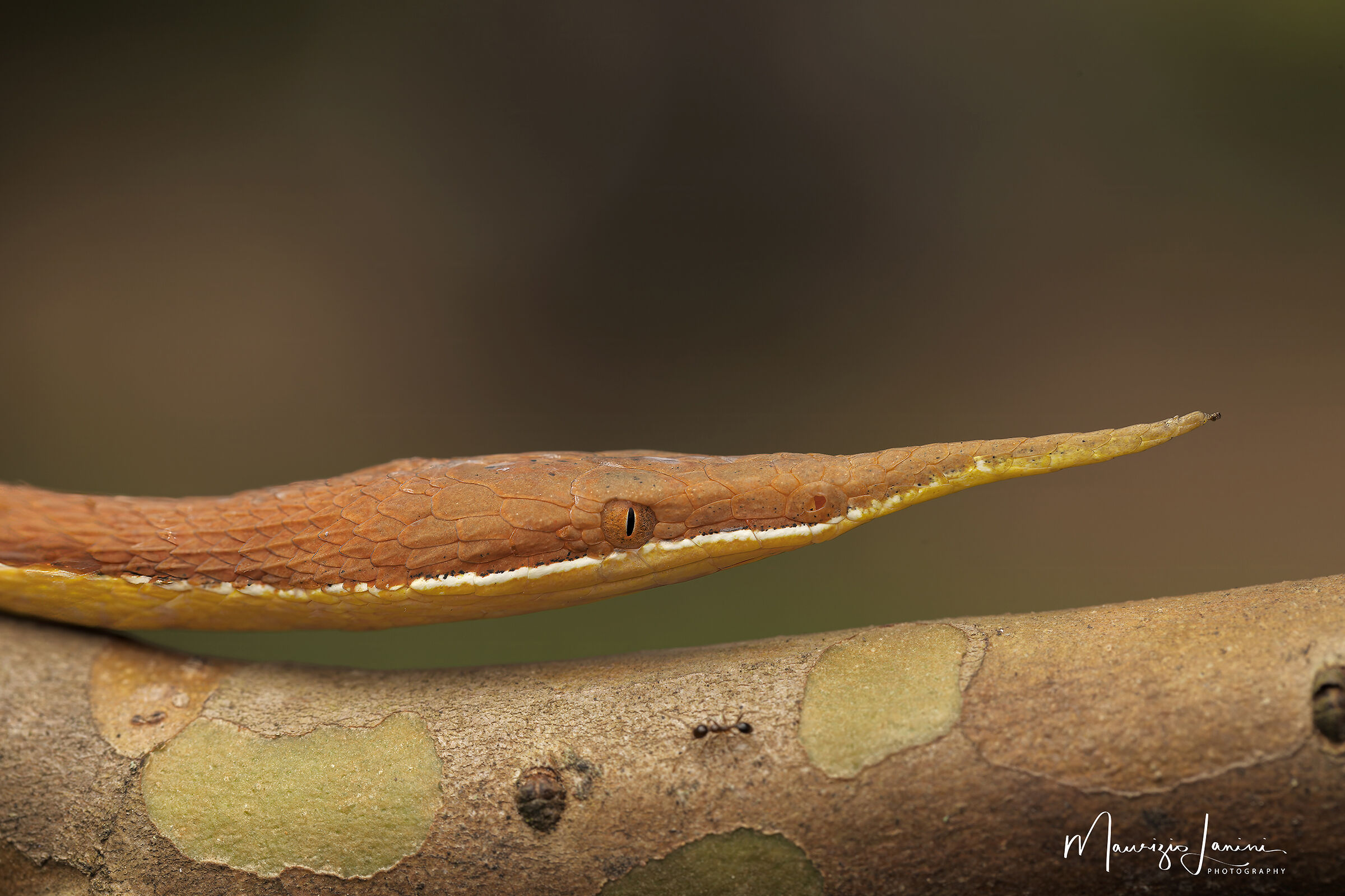 Serpente arboricolo dal naso a foglia