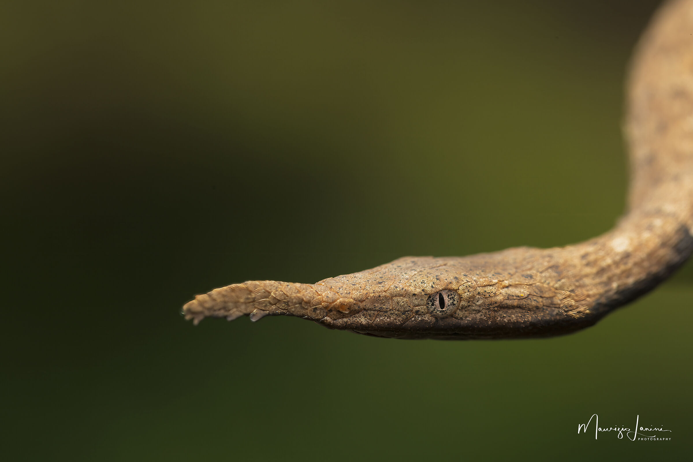 Serpente arboricolo dal naso a foglia