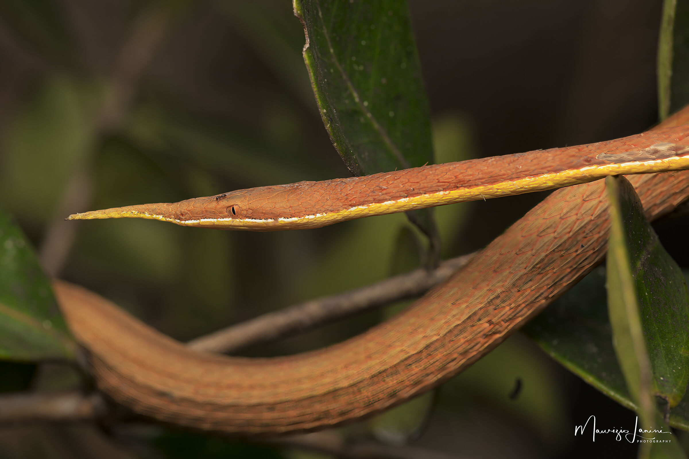 Serpente arboricolo dal naso a foglia