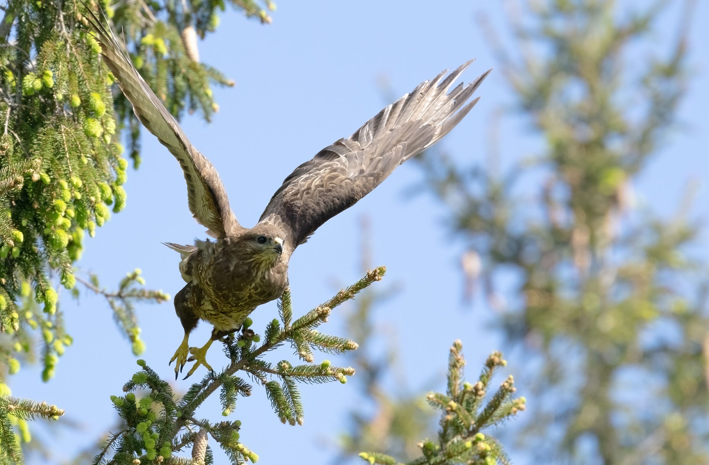 Buzzard detachment