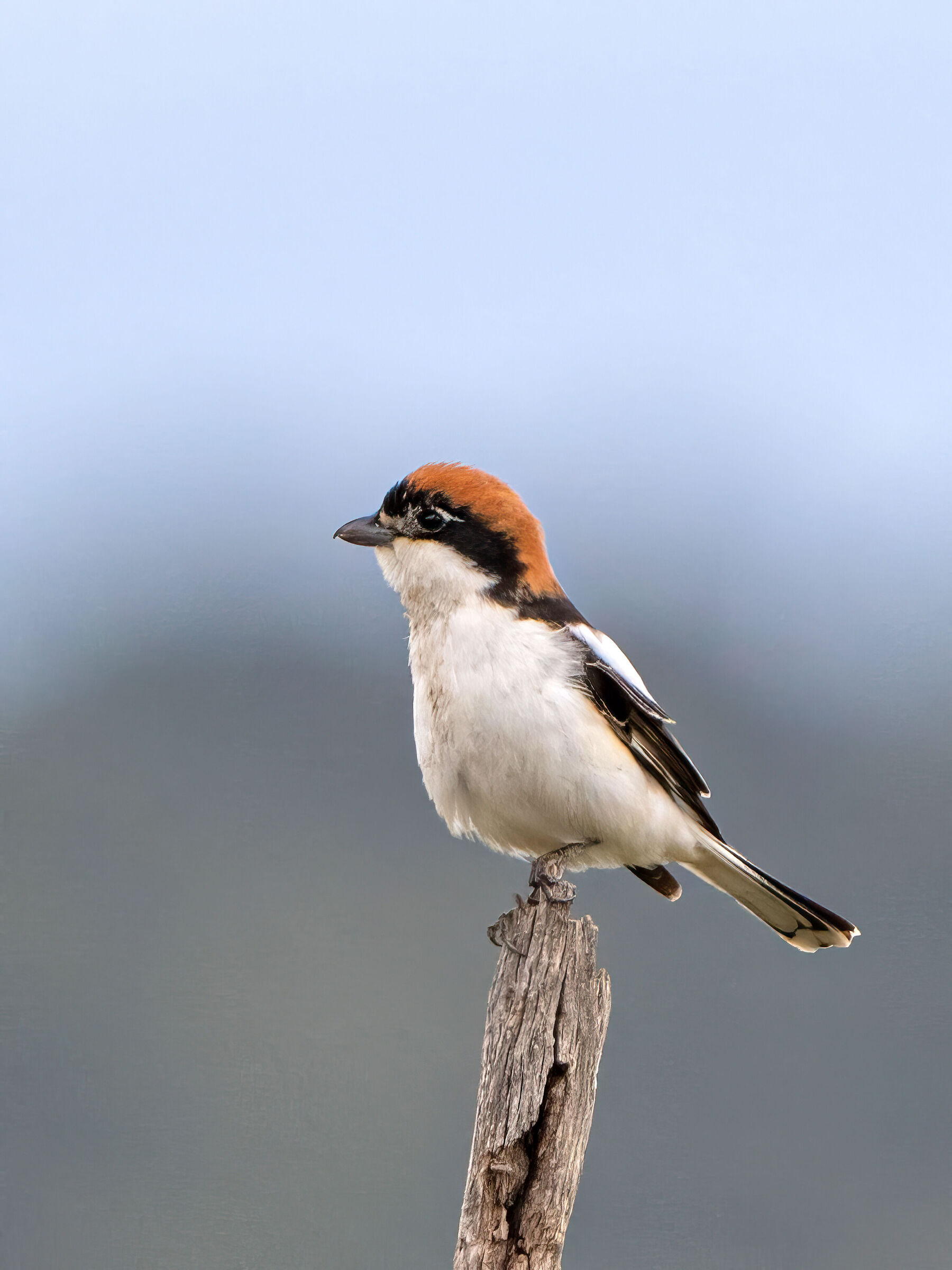 Woodchat shrike