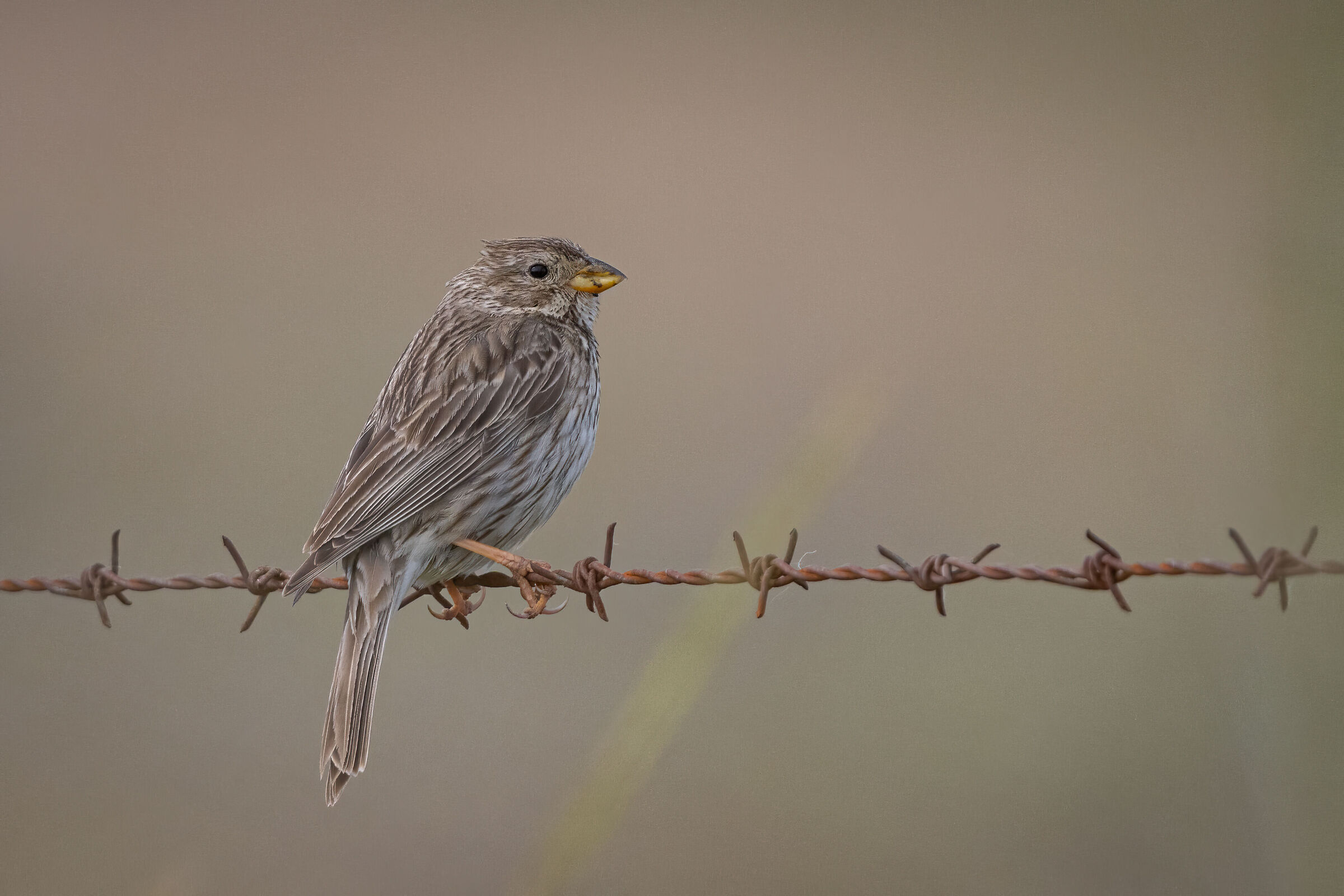 Corn bunting