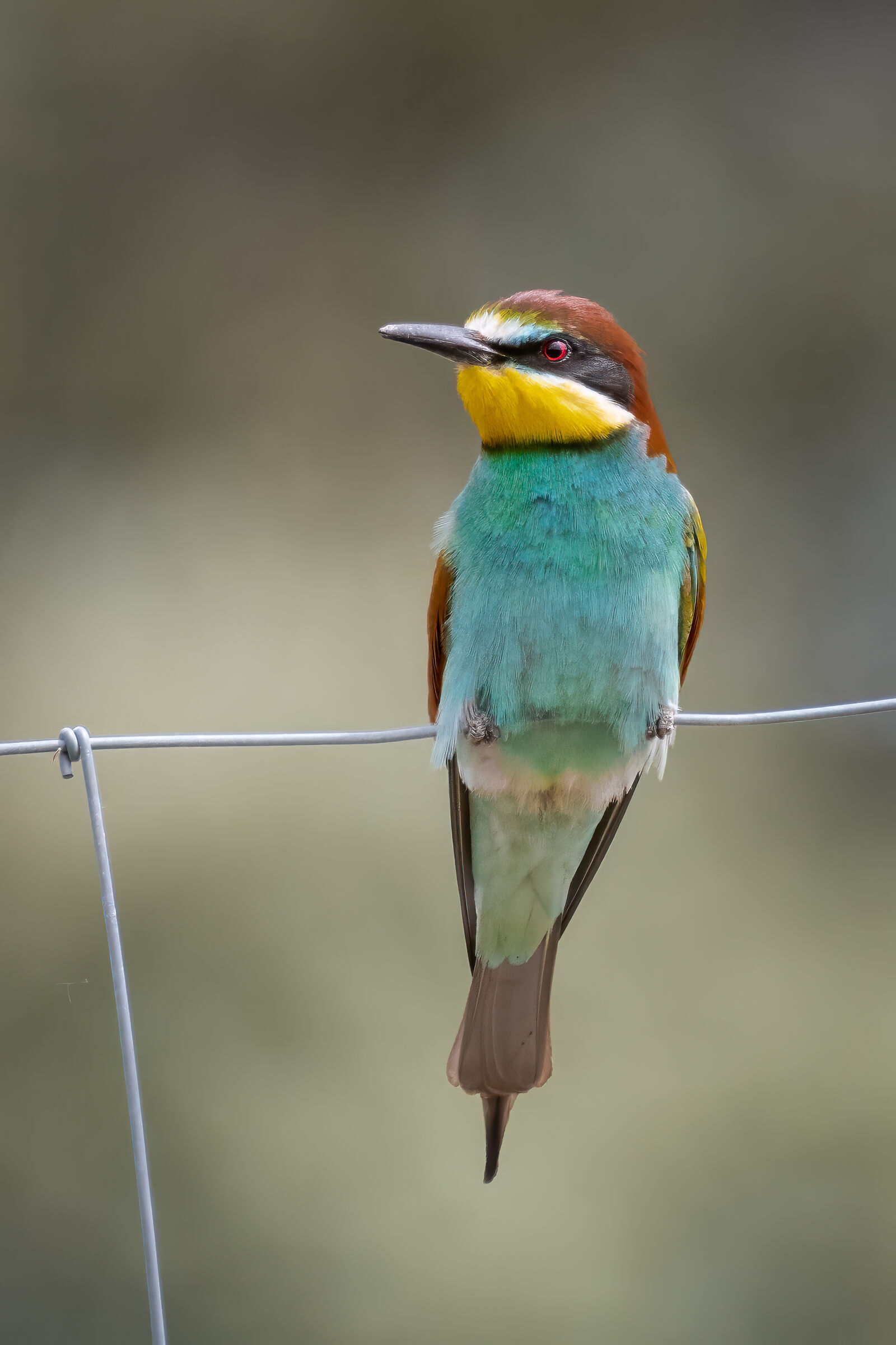 Bee-eater