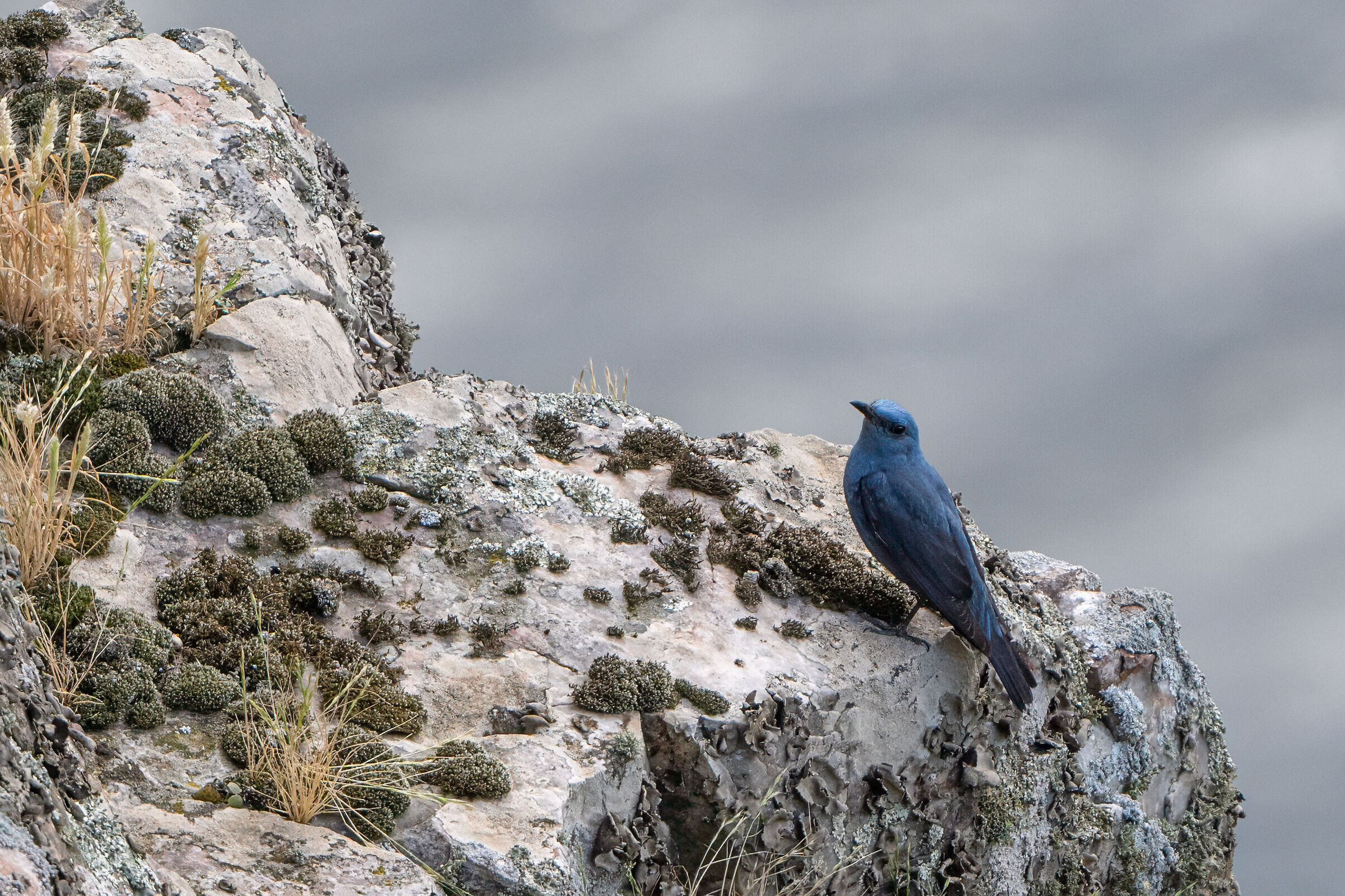 Blue rock thrush