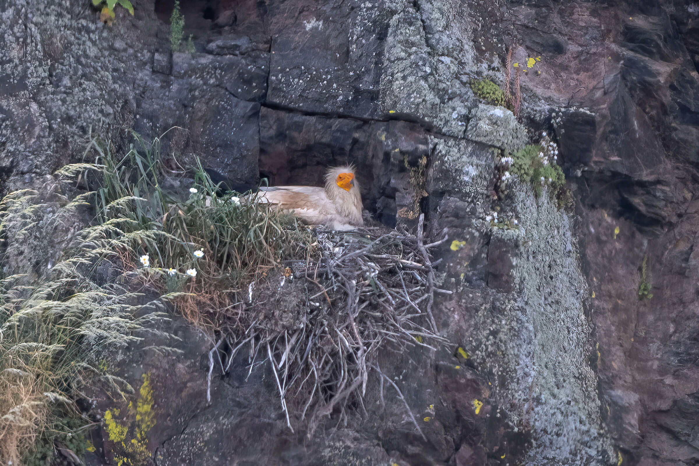 Nested Egyptian vulture