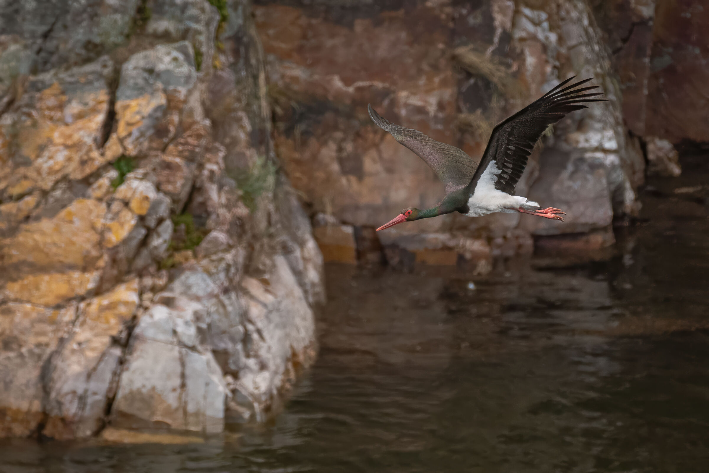Black stork in flight
