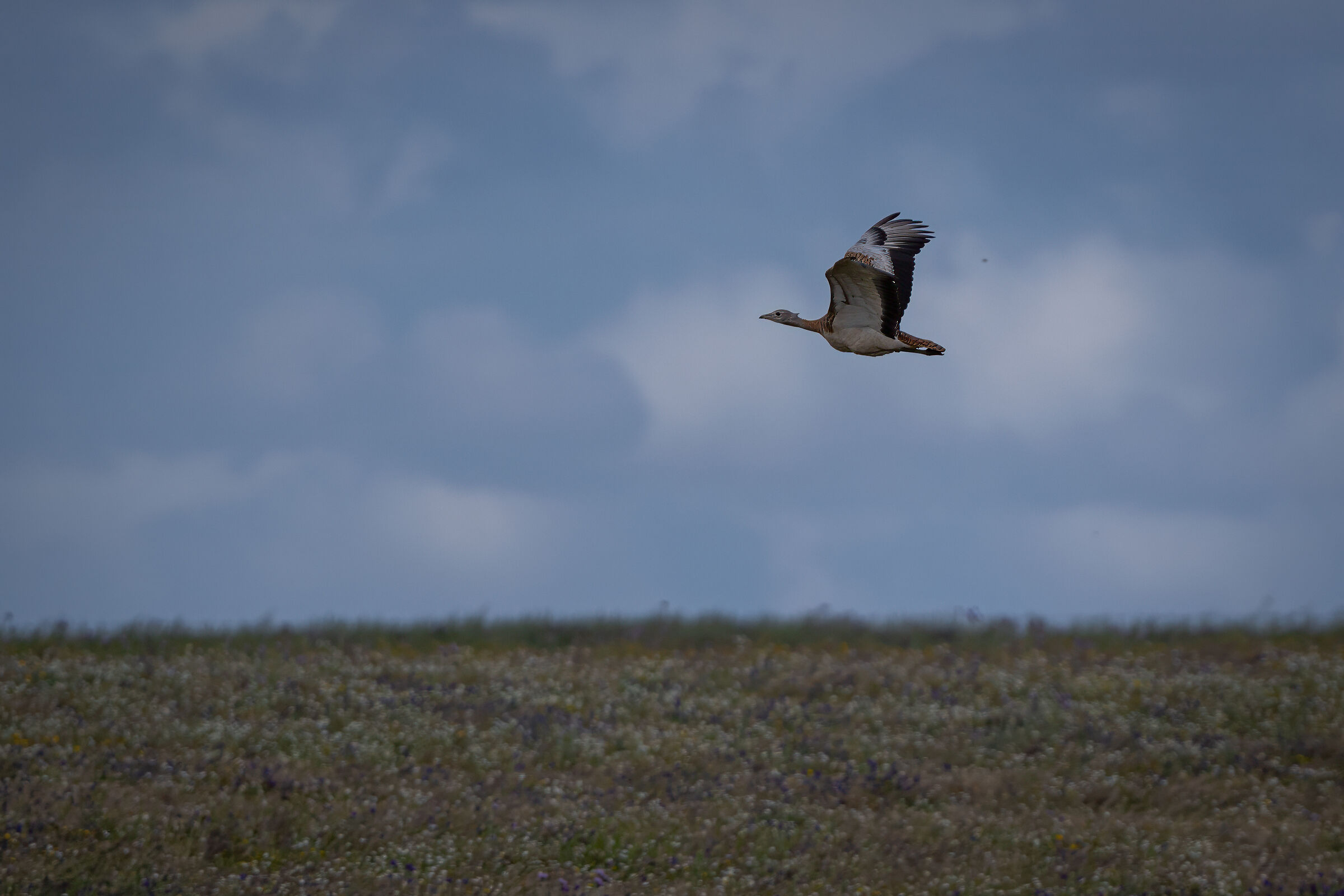 Bustard in flight