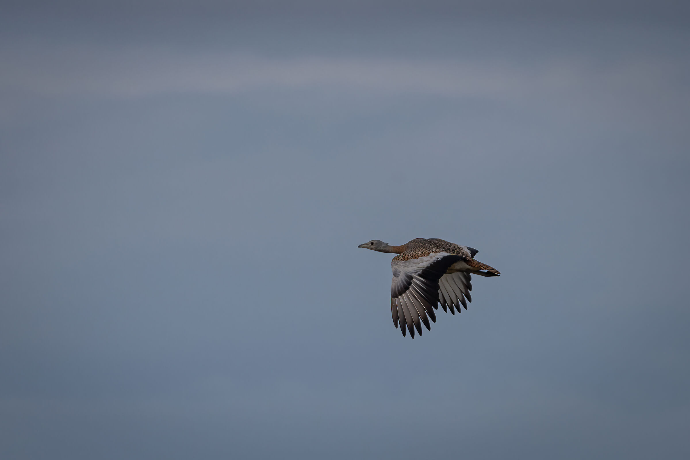 Bustard in Flight II