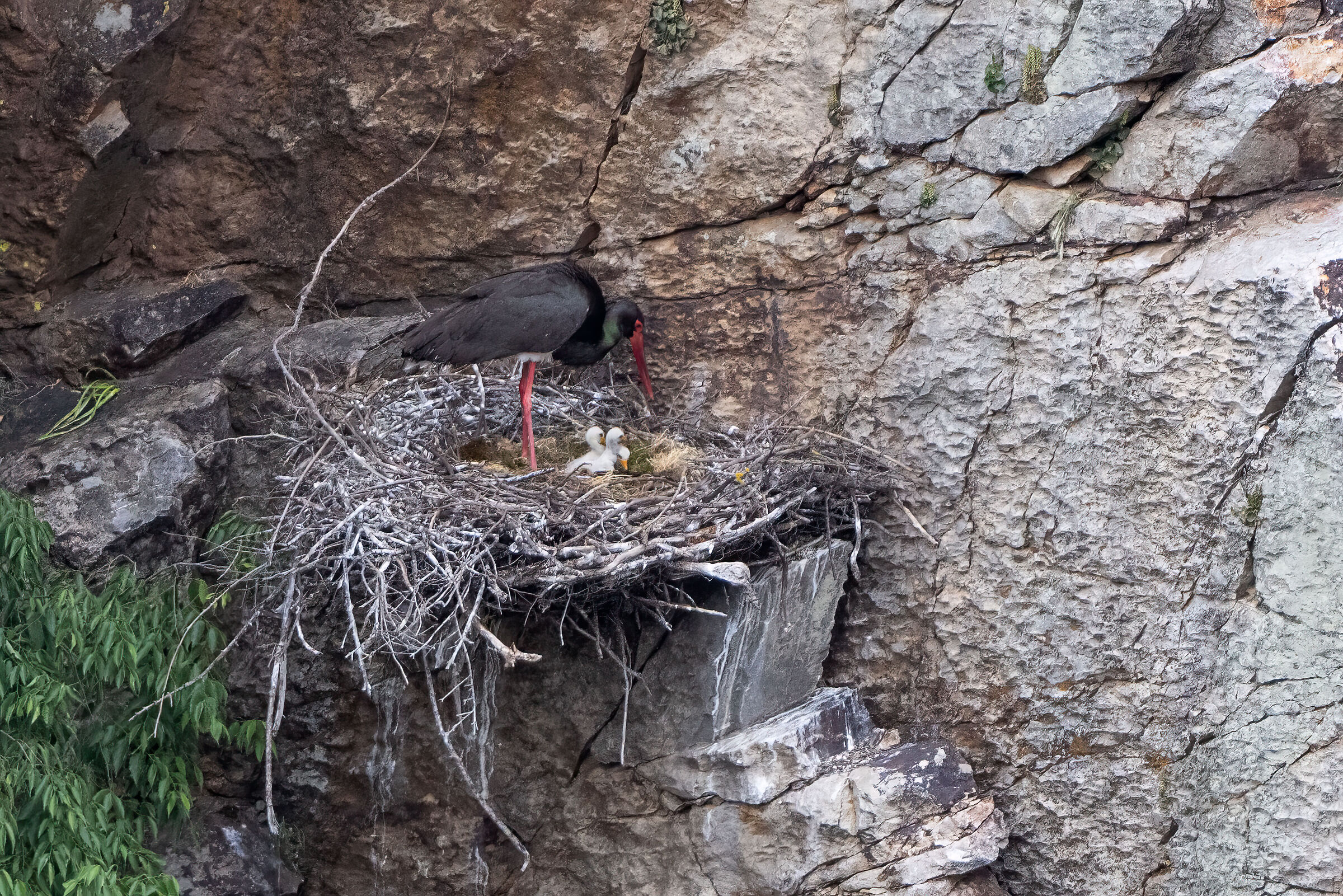 The Black Stork's Nest