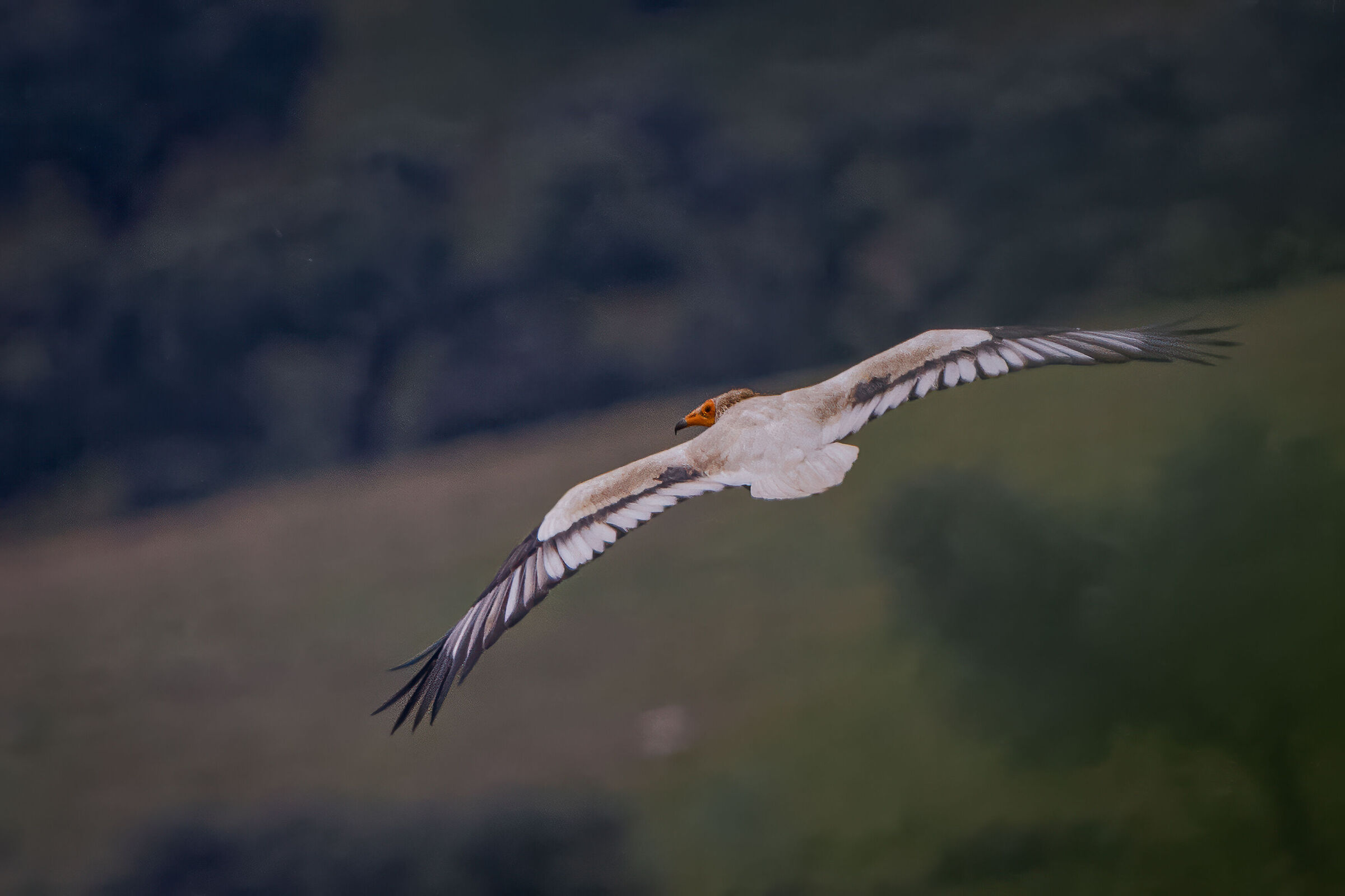 Egyptian vulture in flight