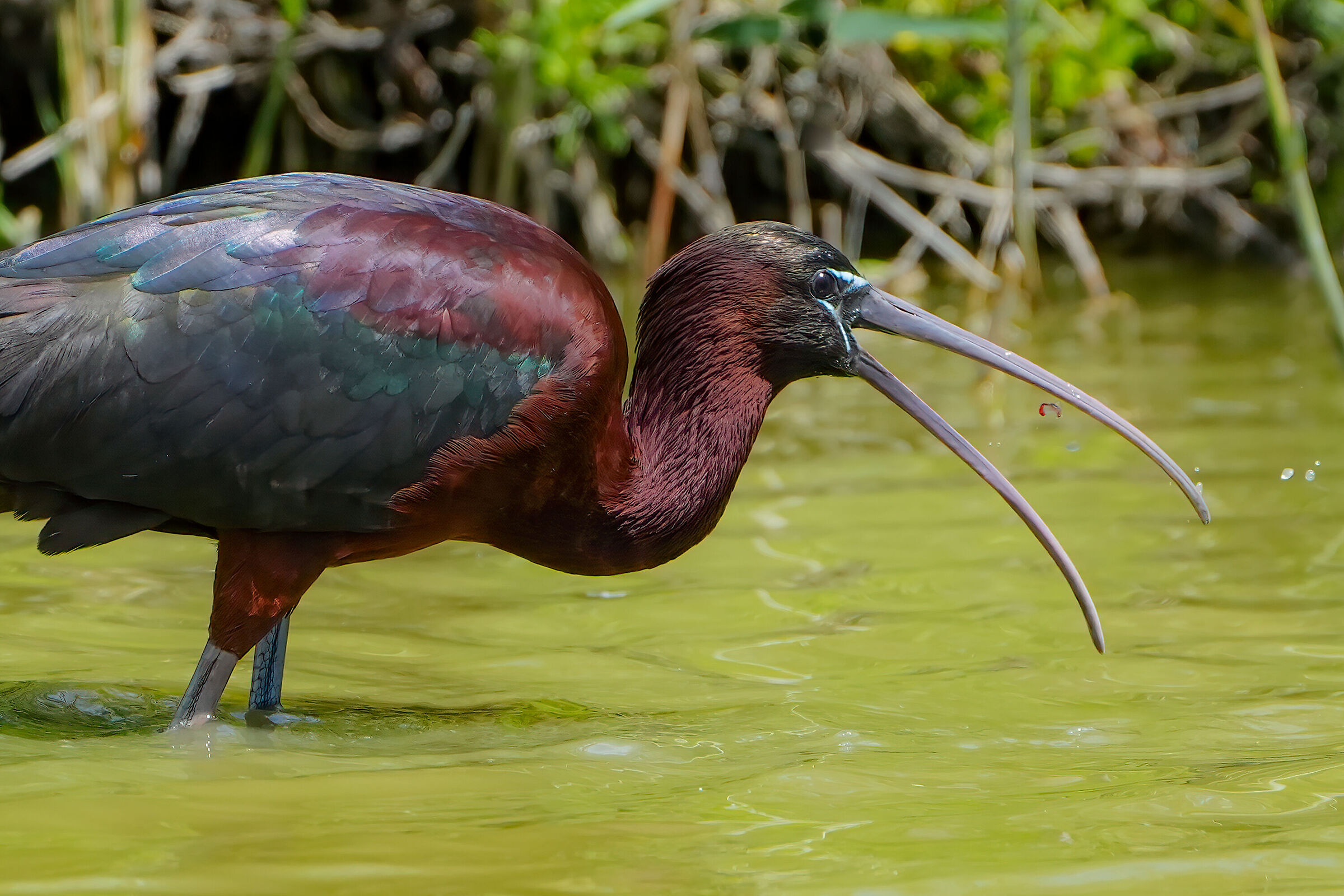 Un boccone piccolo piccolo...
