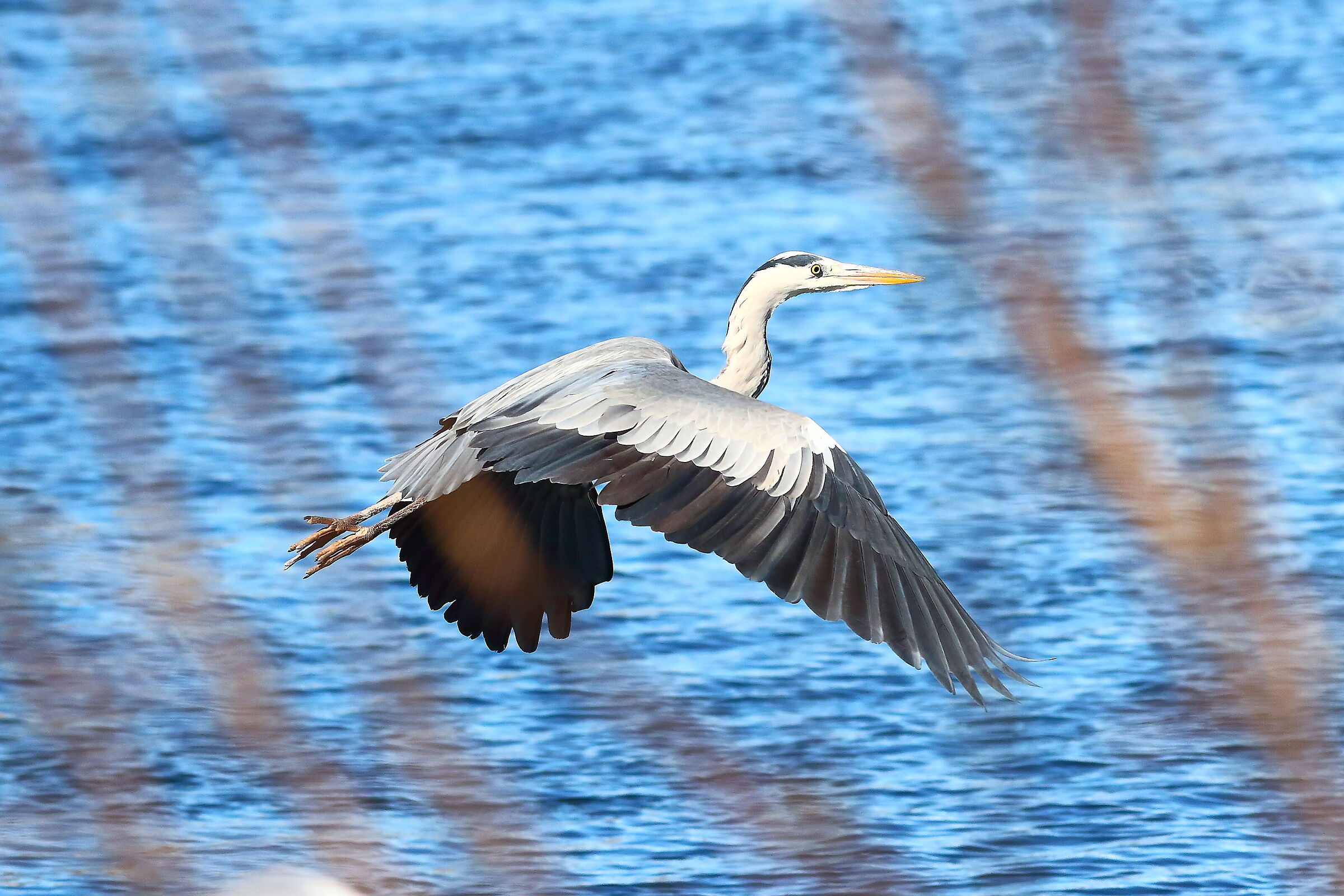 Cenerino 12 March 2024 - 6957