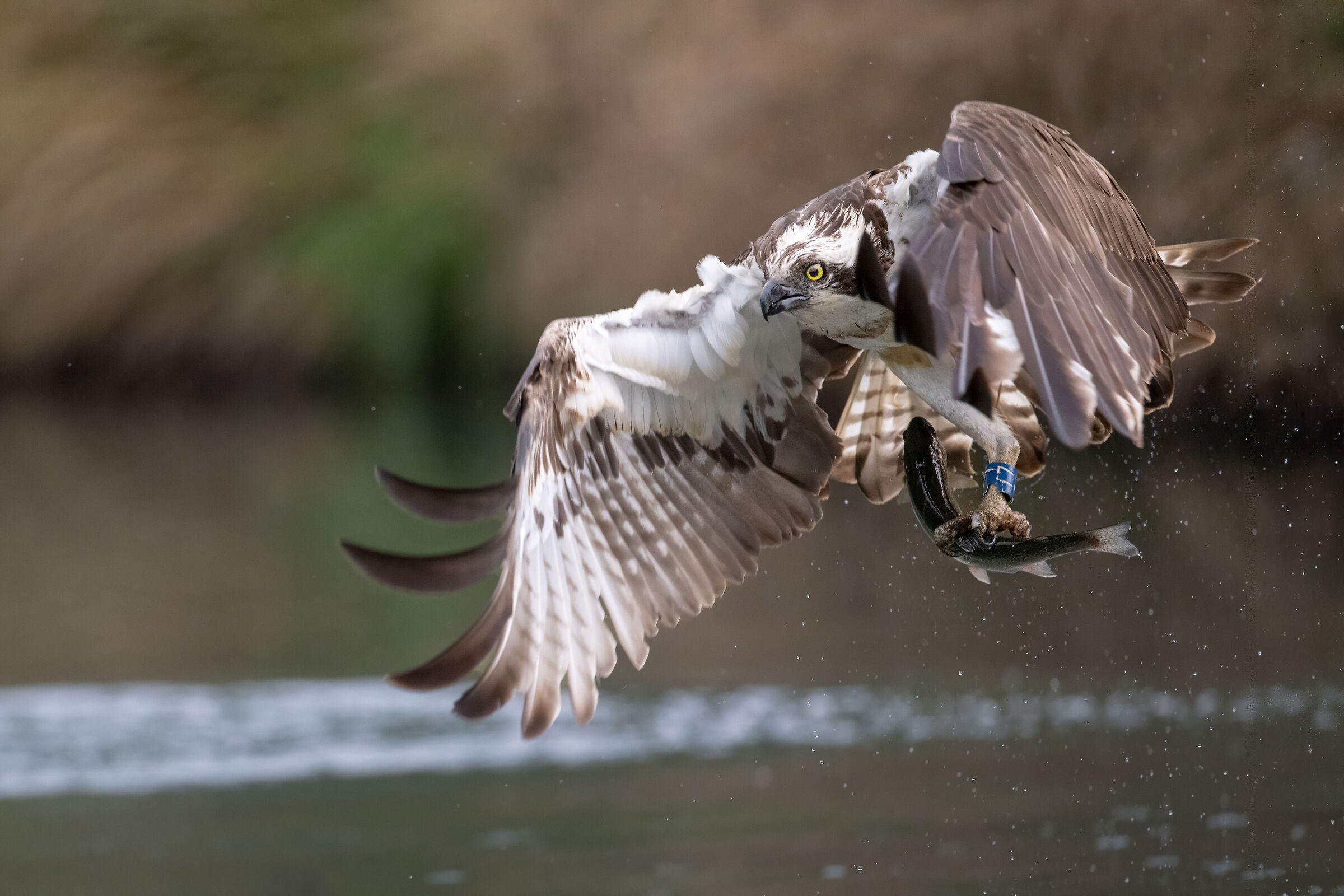 The eyes of determination (Pandion haliaetus)