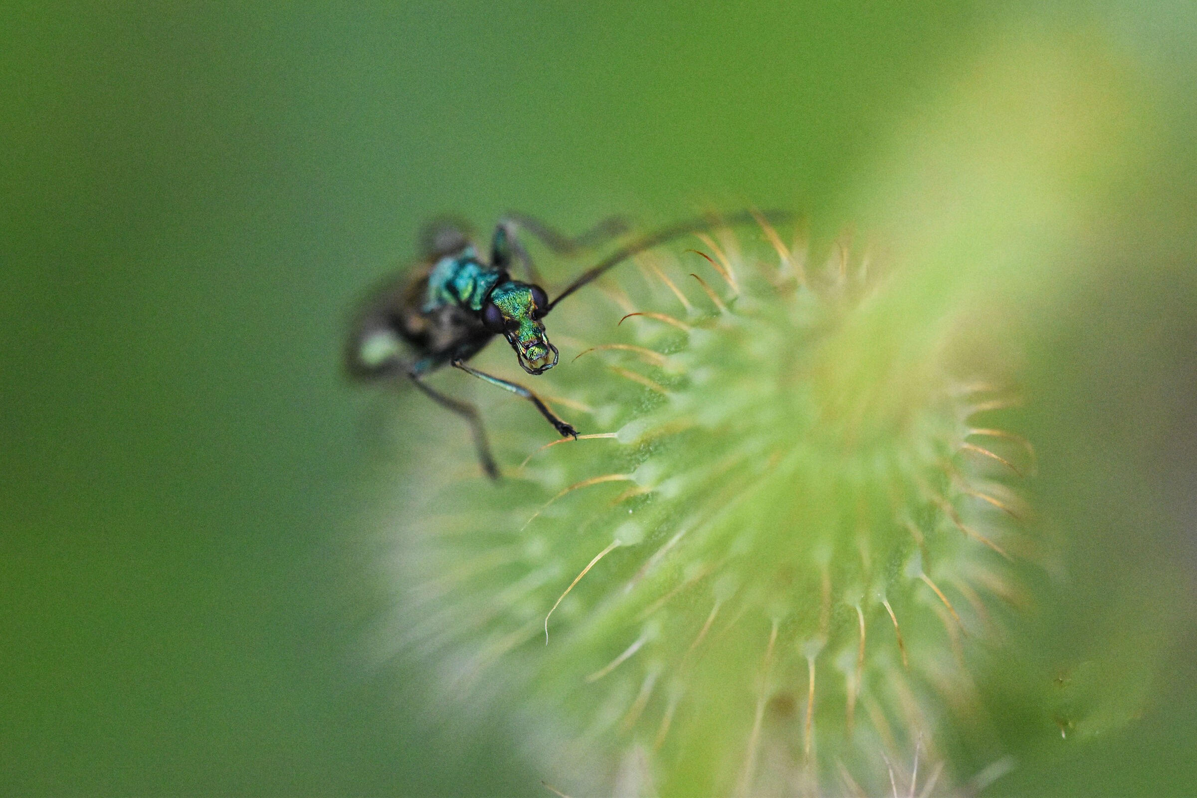 Oedemera nobilis su bocciolo di papavero