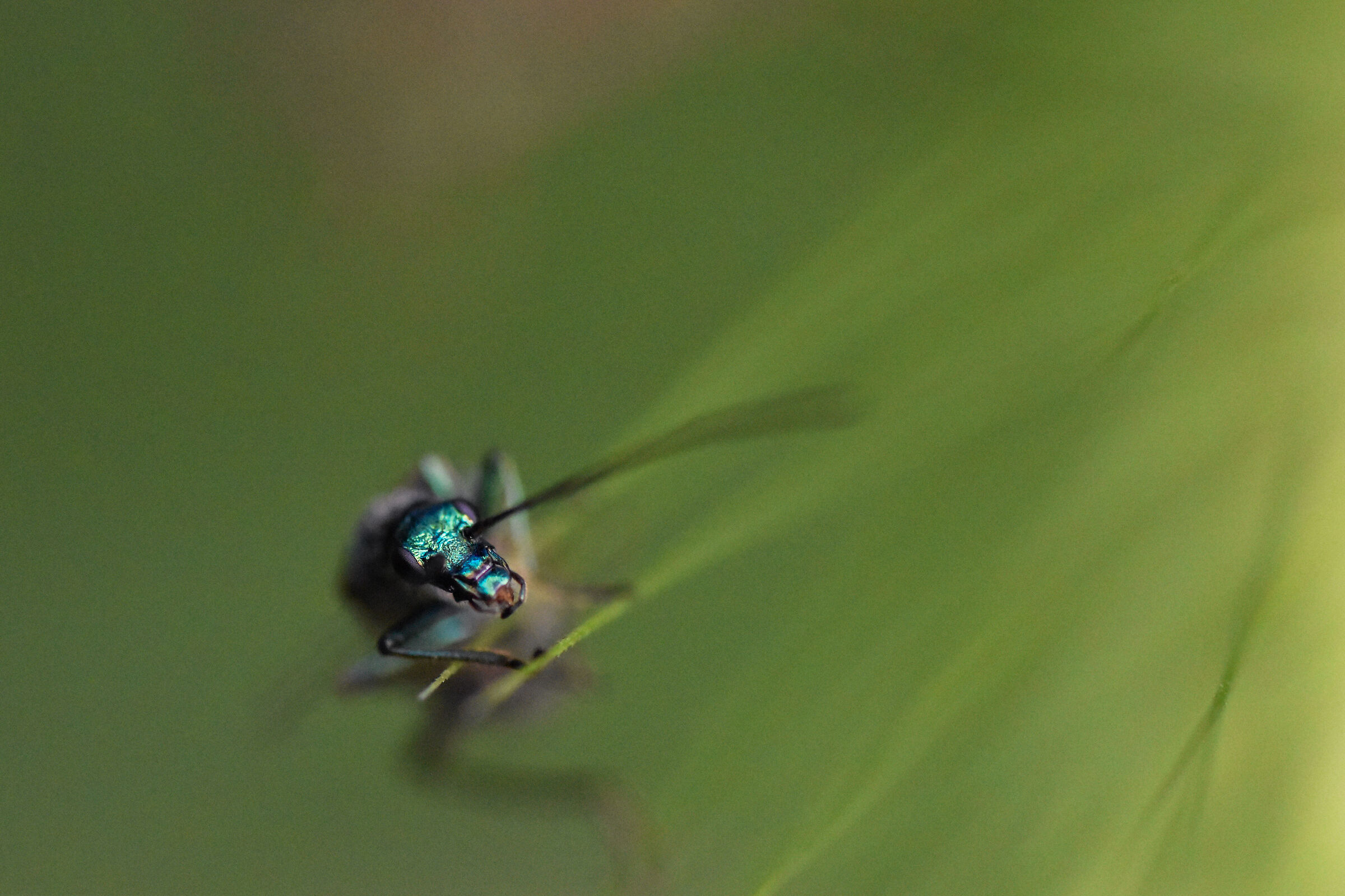 Oedemera nobilis in equilibro