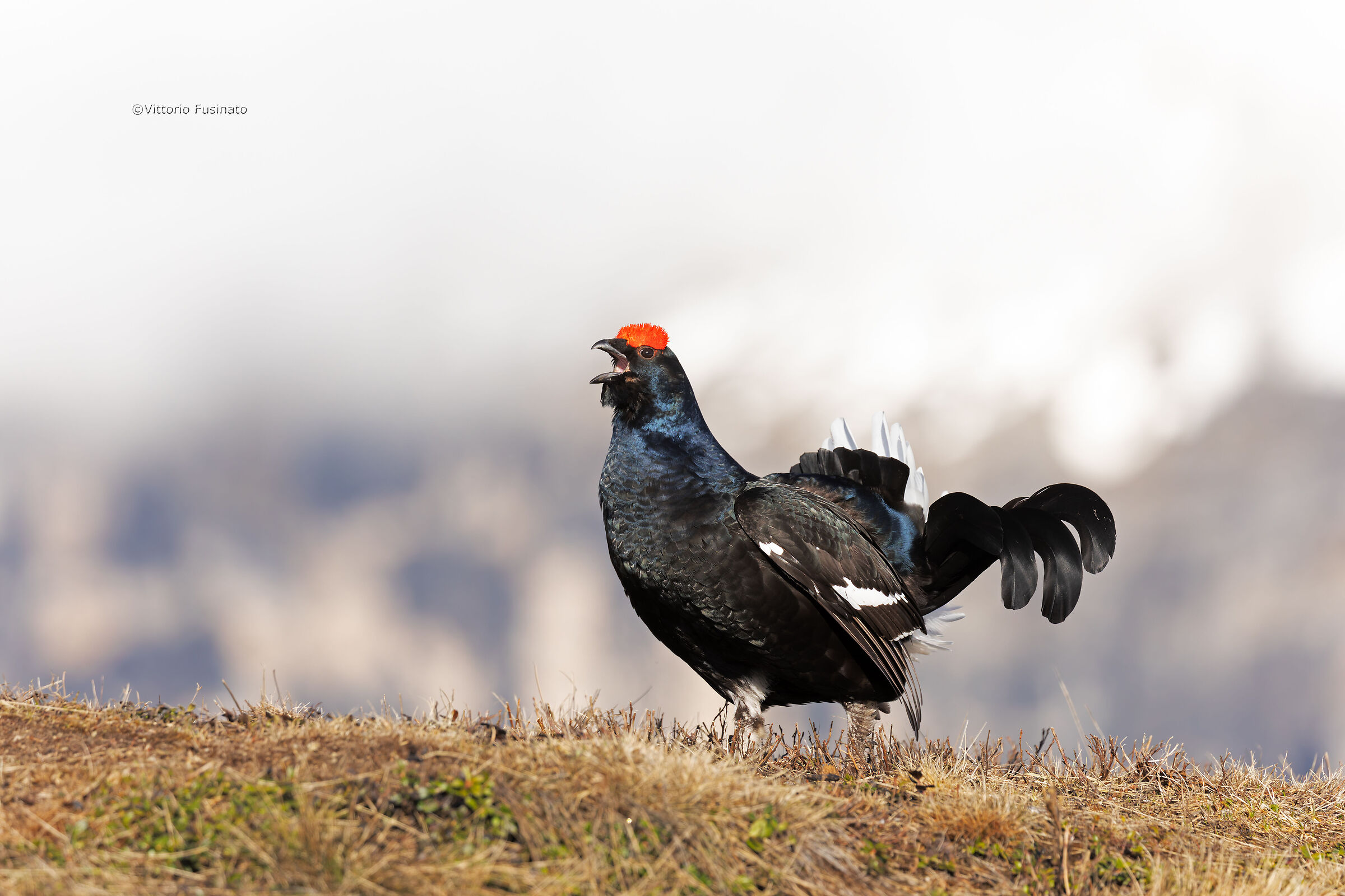 Lyrurus tetrix ... leader.