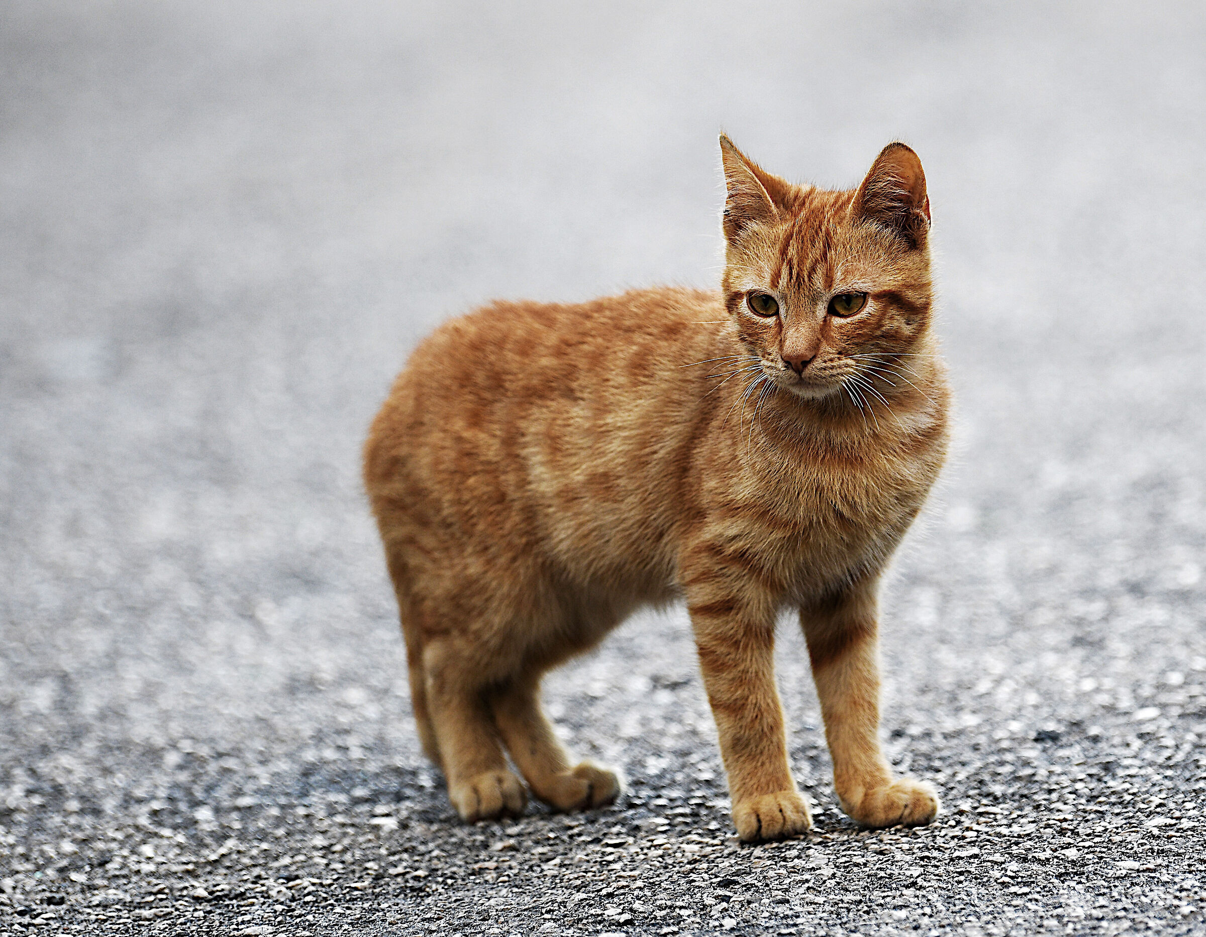 Red Cat