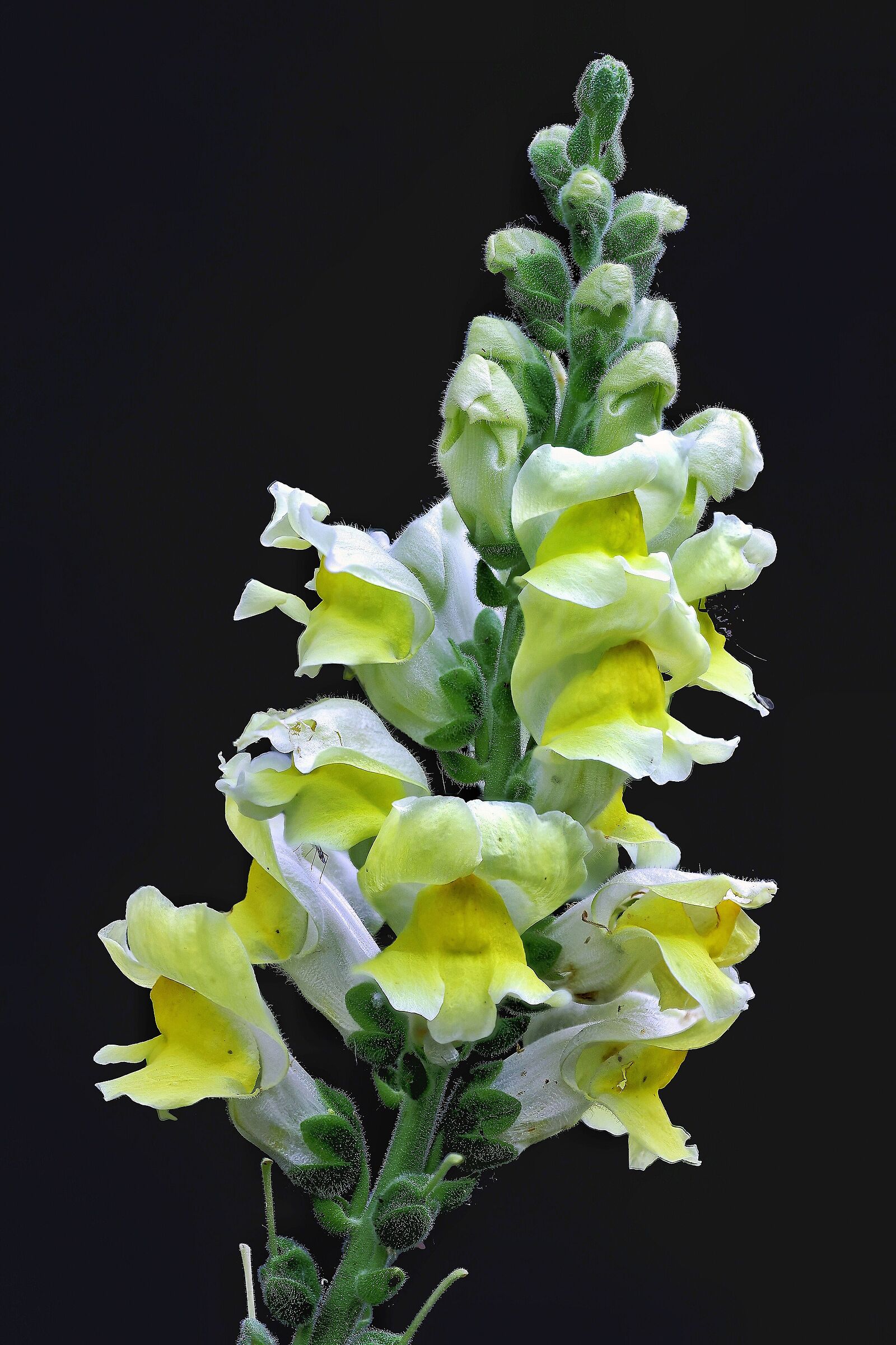 Antirrhinum majus