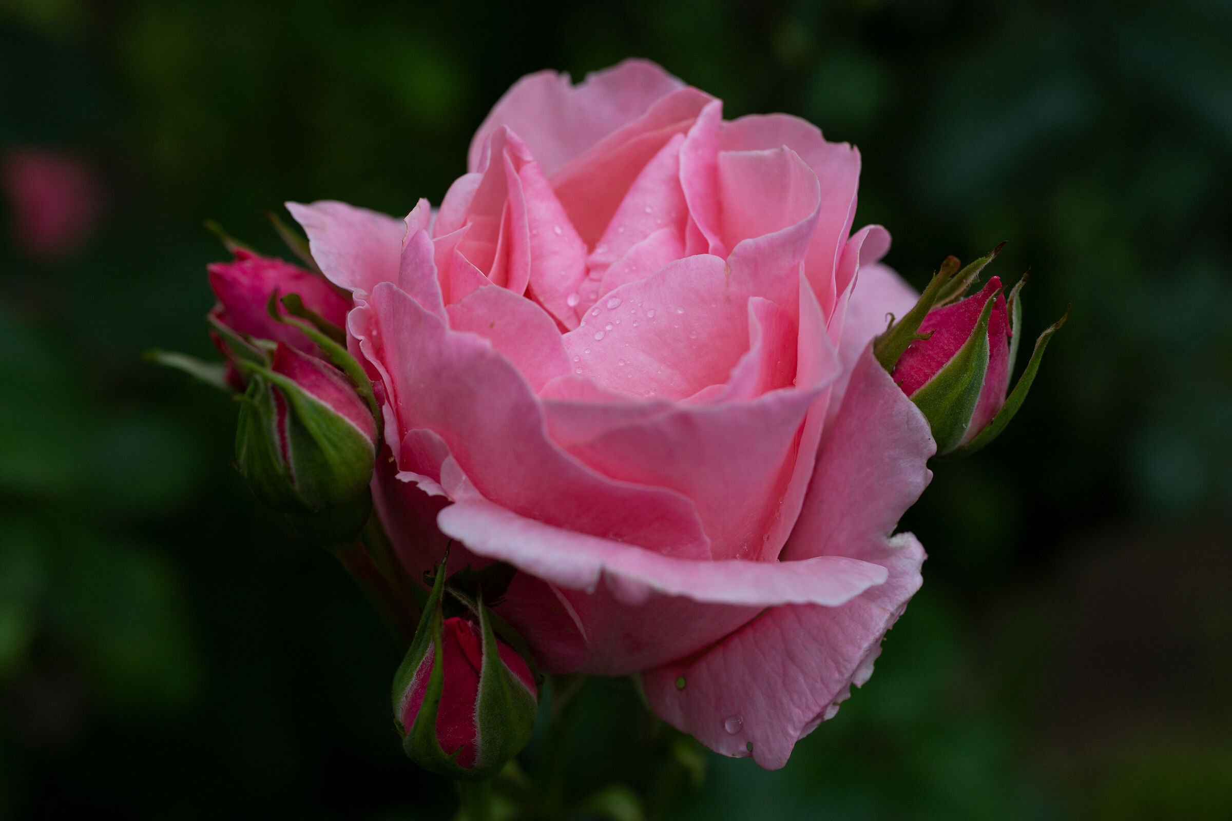 Cradled by her own children