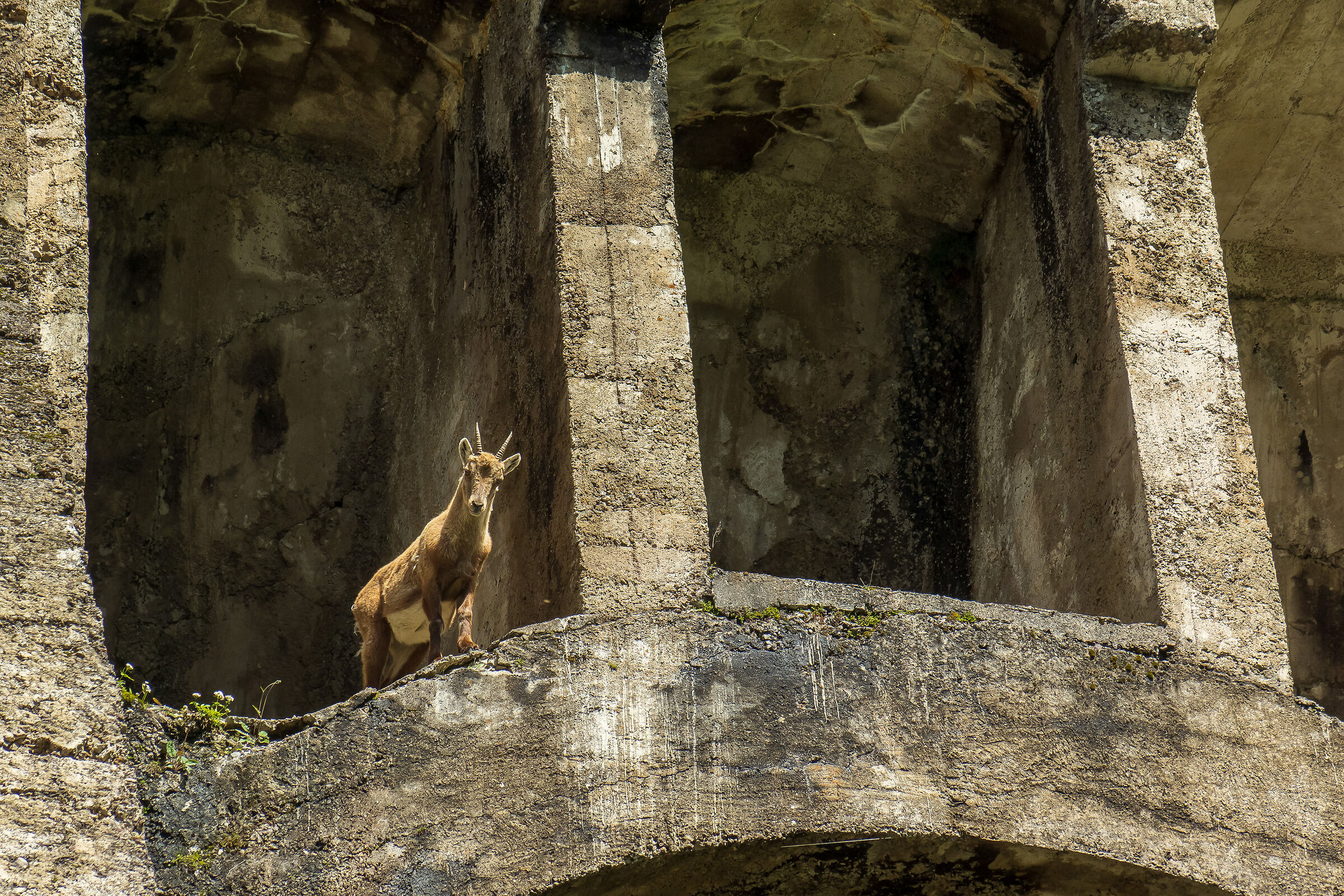 Street animal fotography?