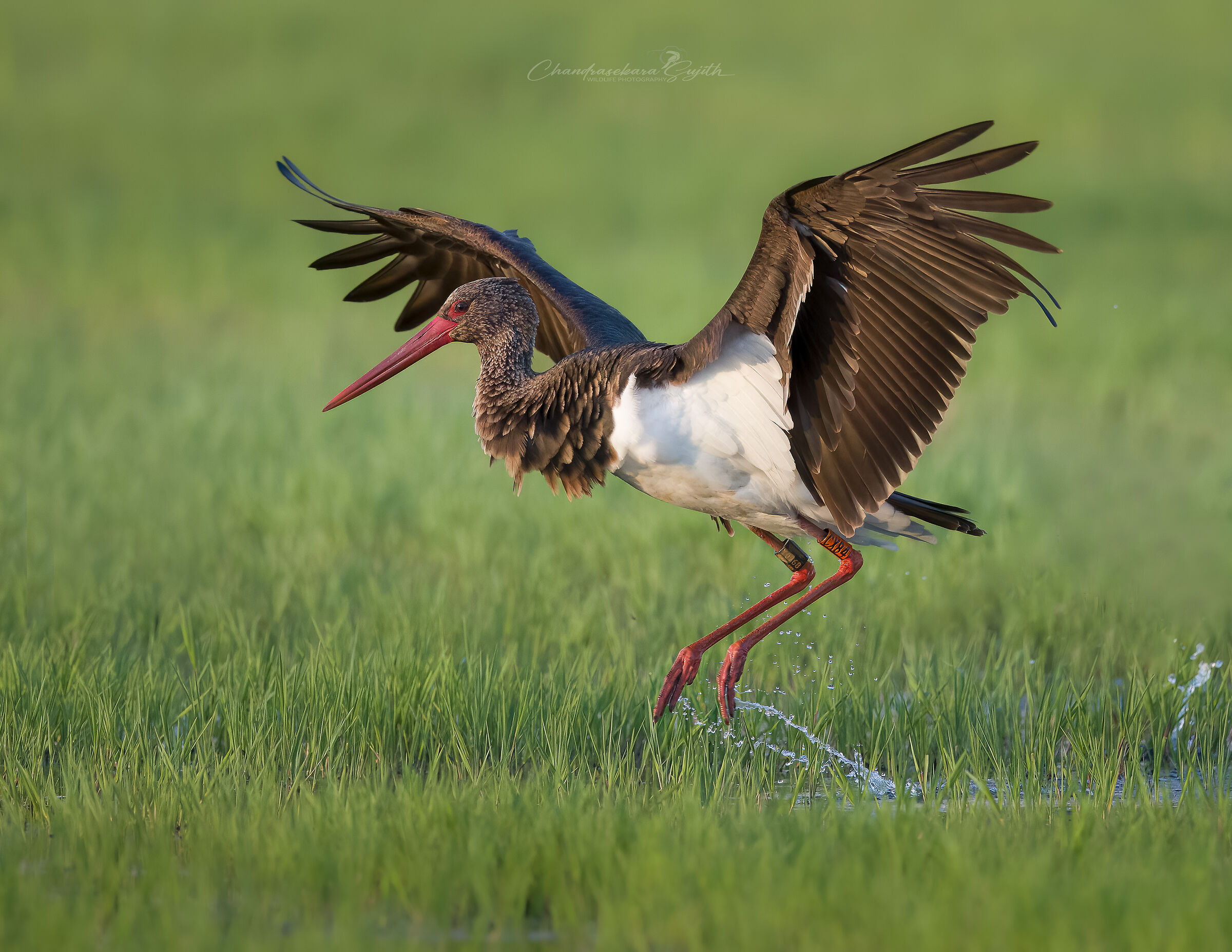 Black Stork, Tuscany,21/05/2024