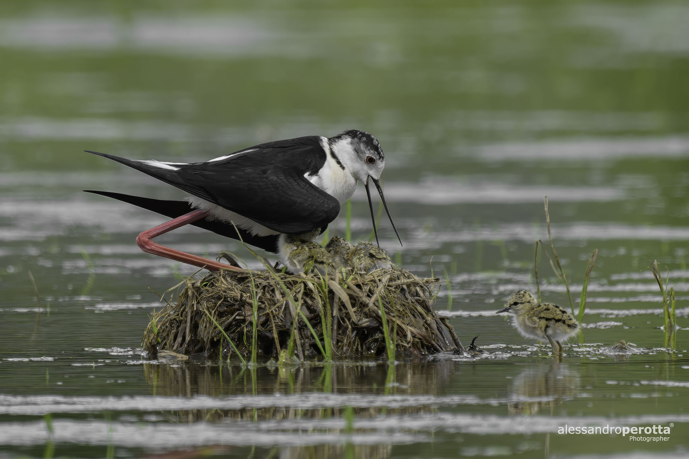 Himantopus himantopus