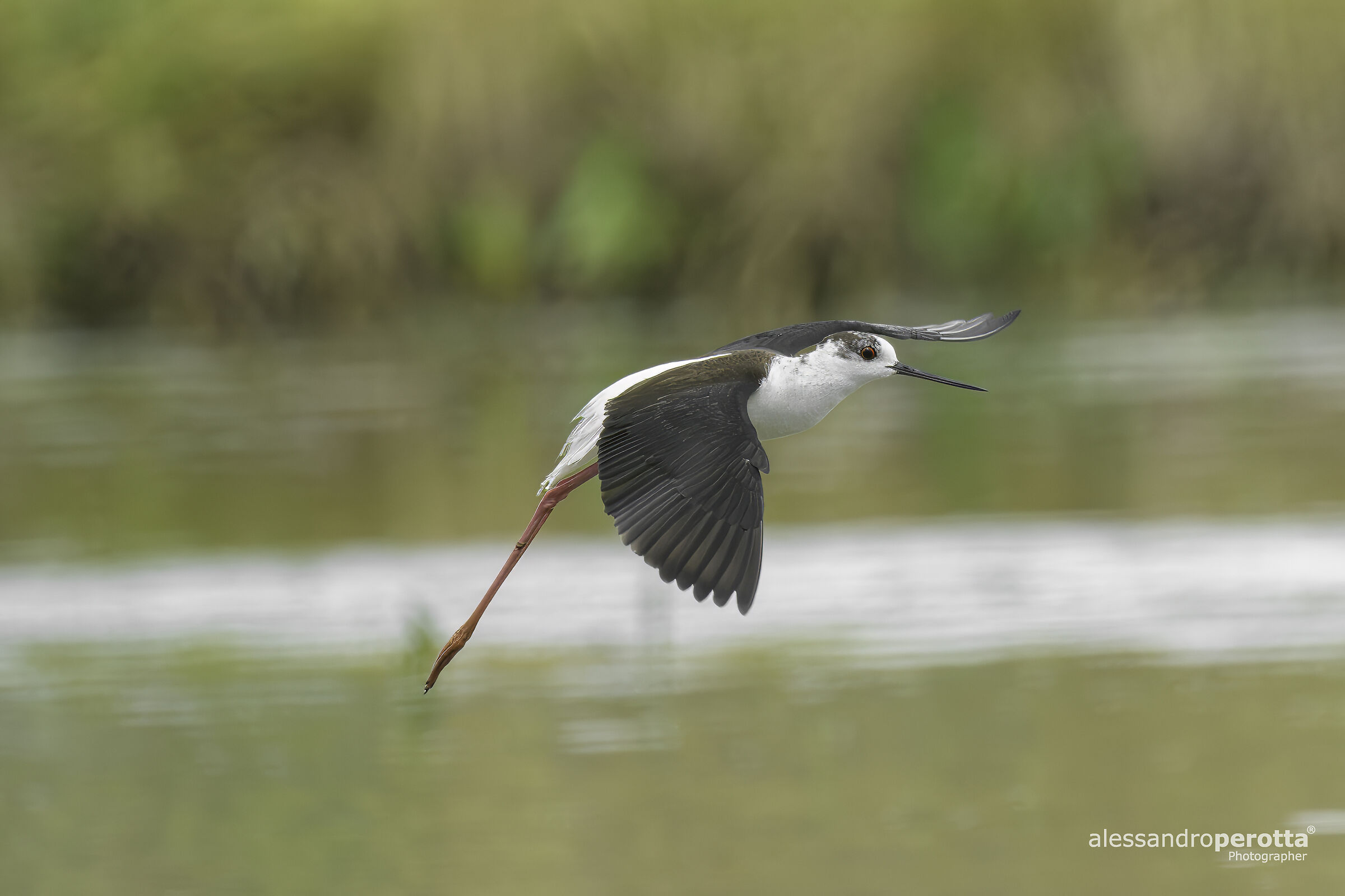 Himantopus himantopus