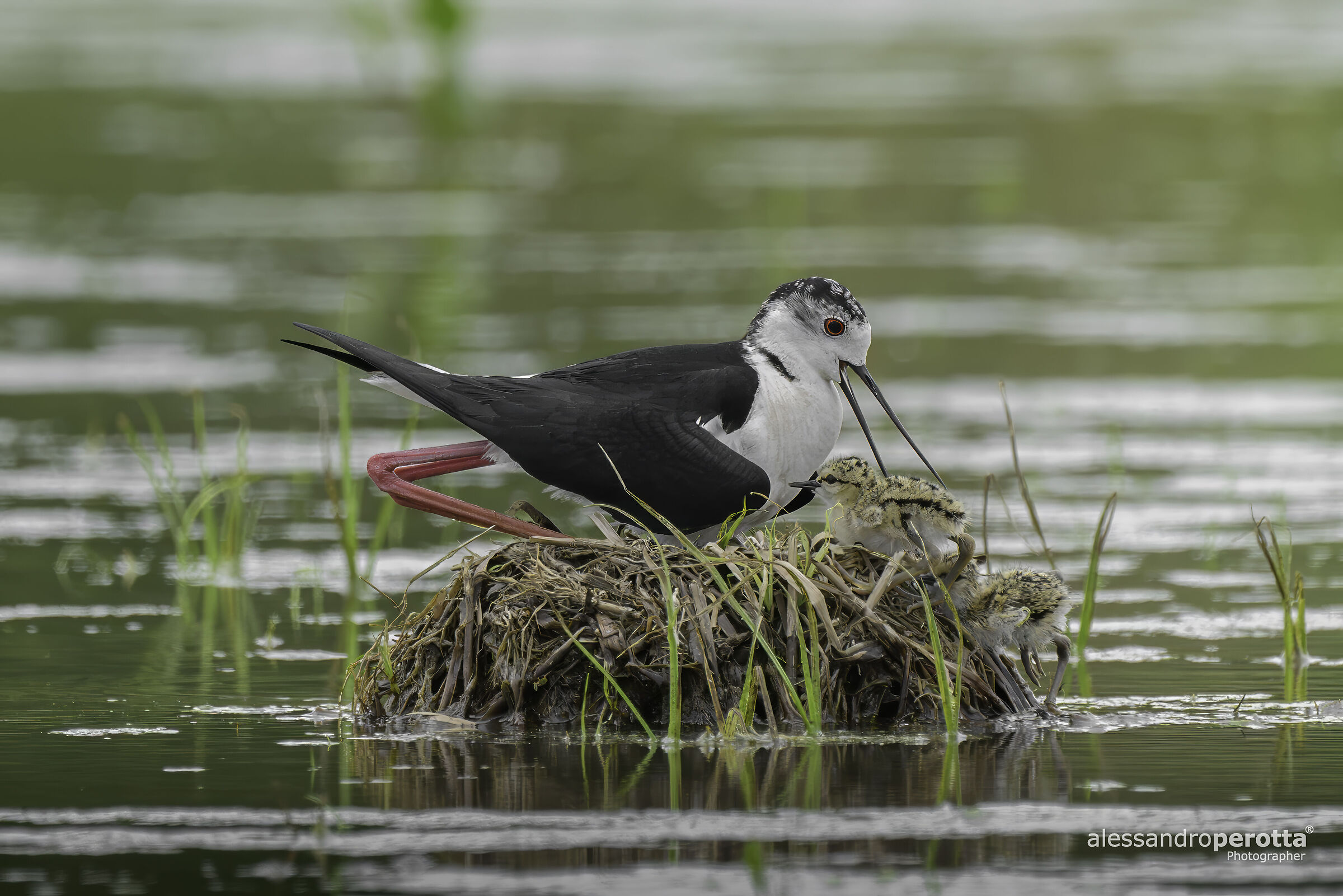 Himantopus himantopus