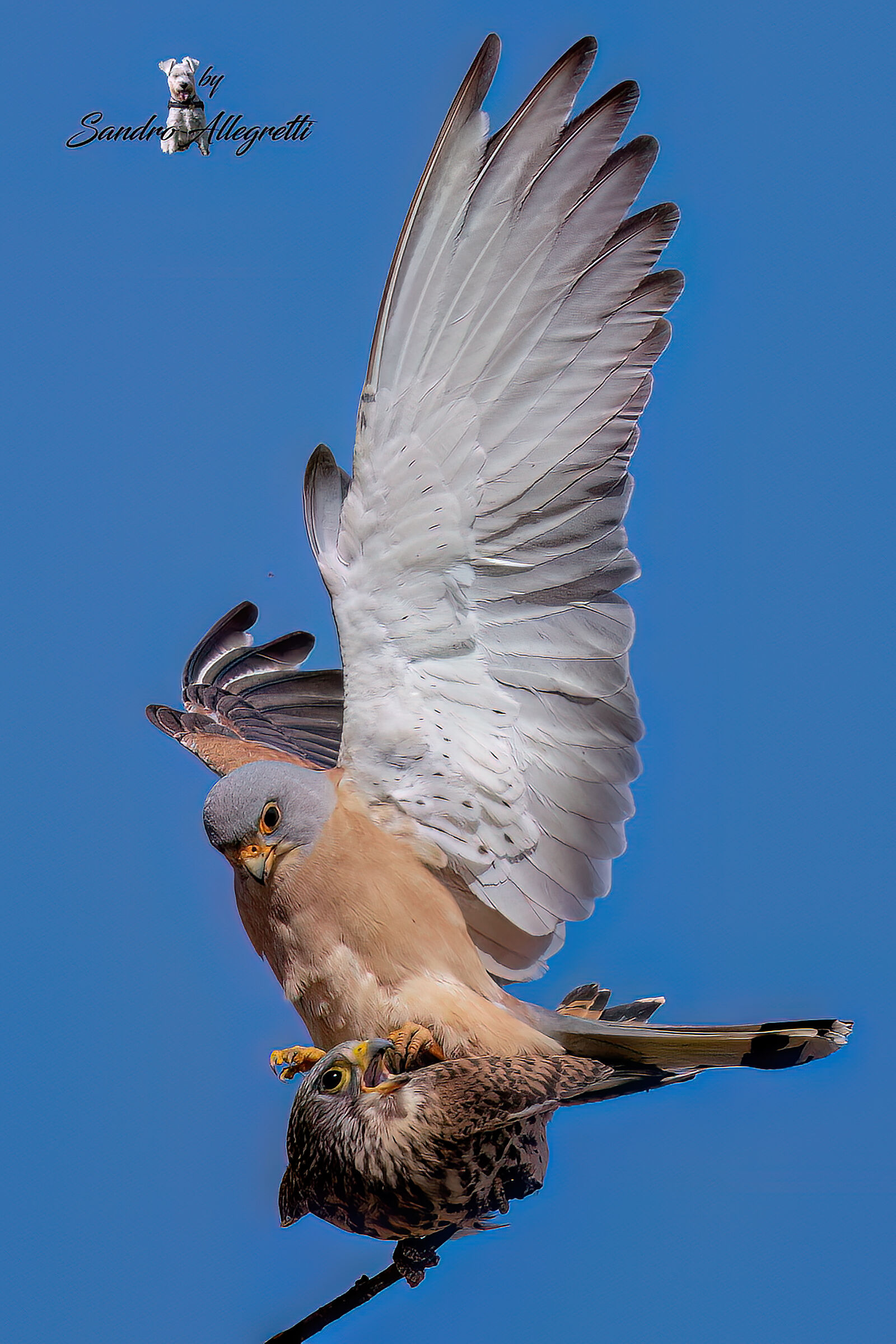 The lesser kestrel (Falco naumanni)