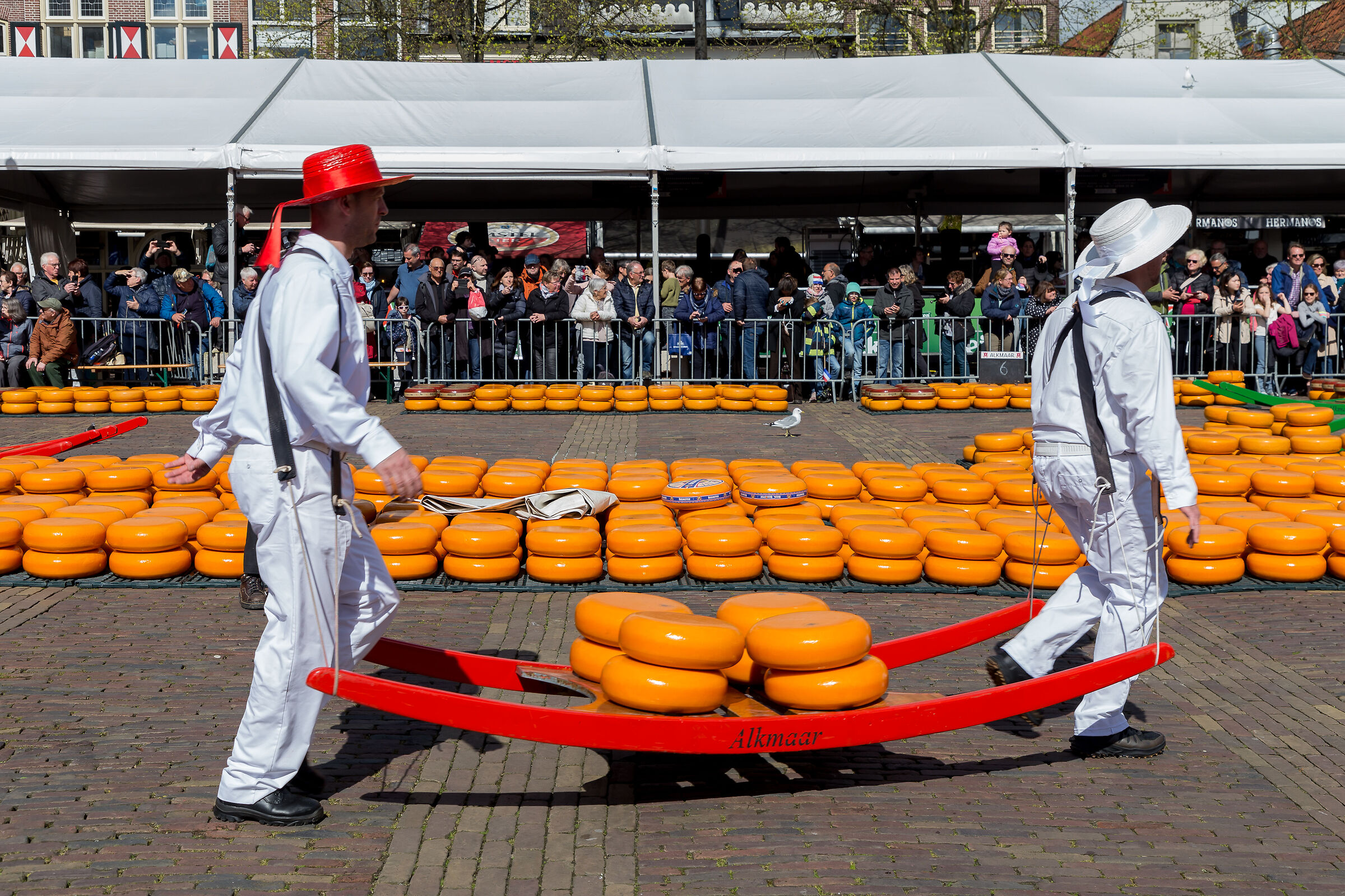alkmar cheese market