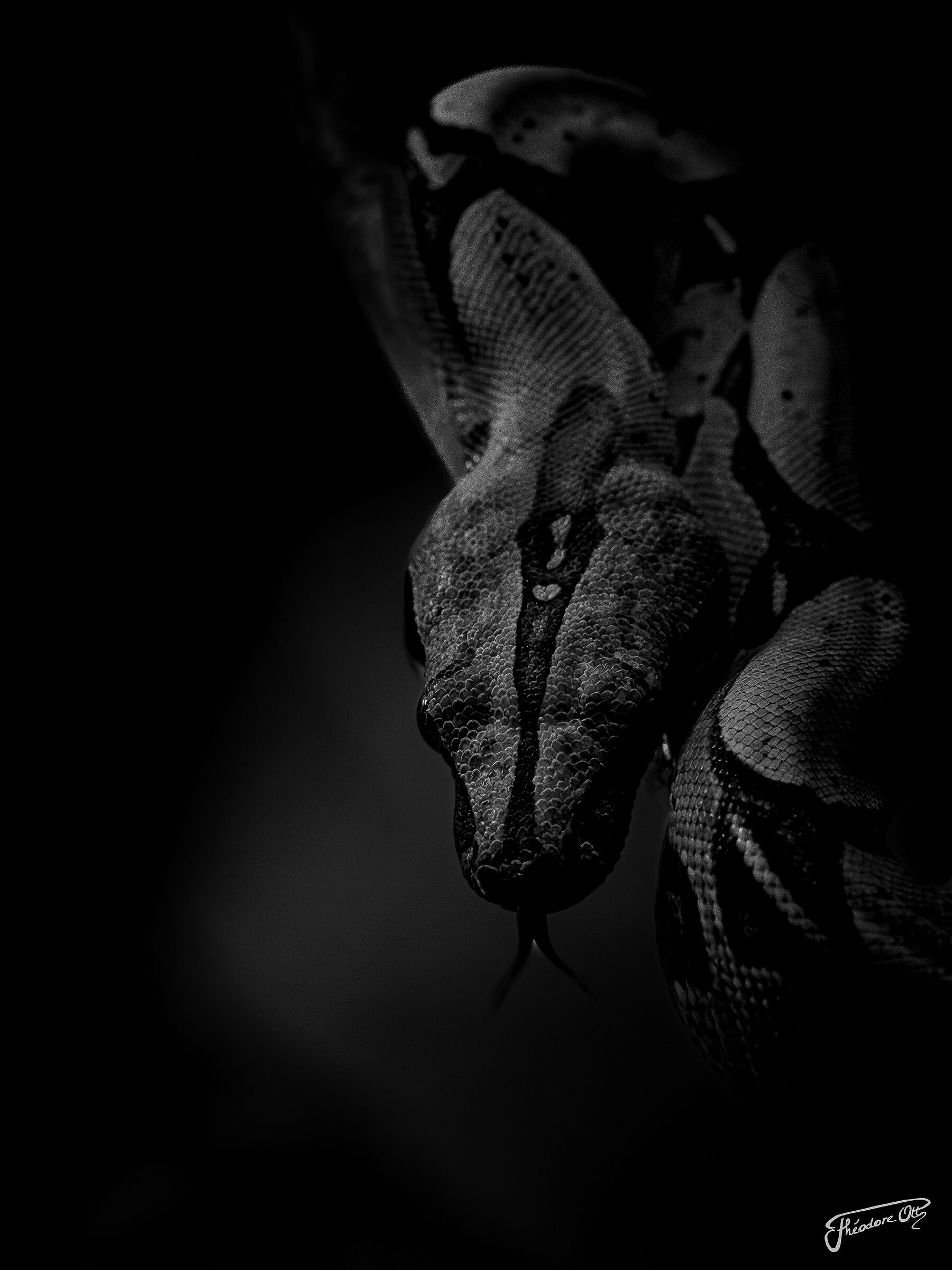 Boa constrictor