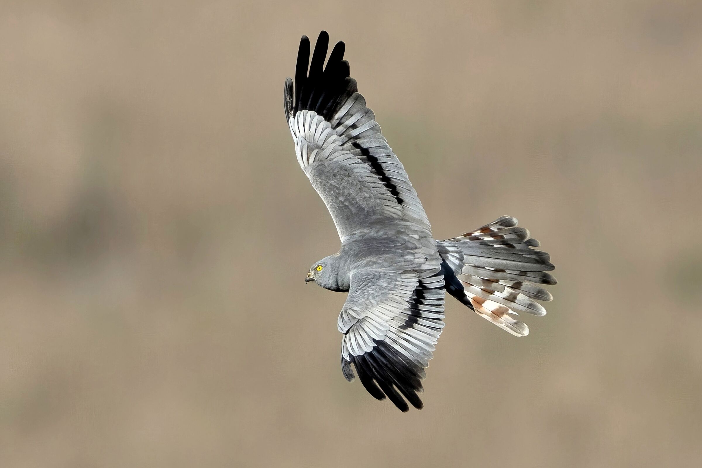 Male Hen Harrier