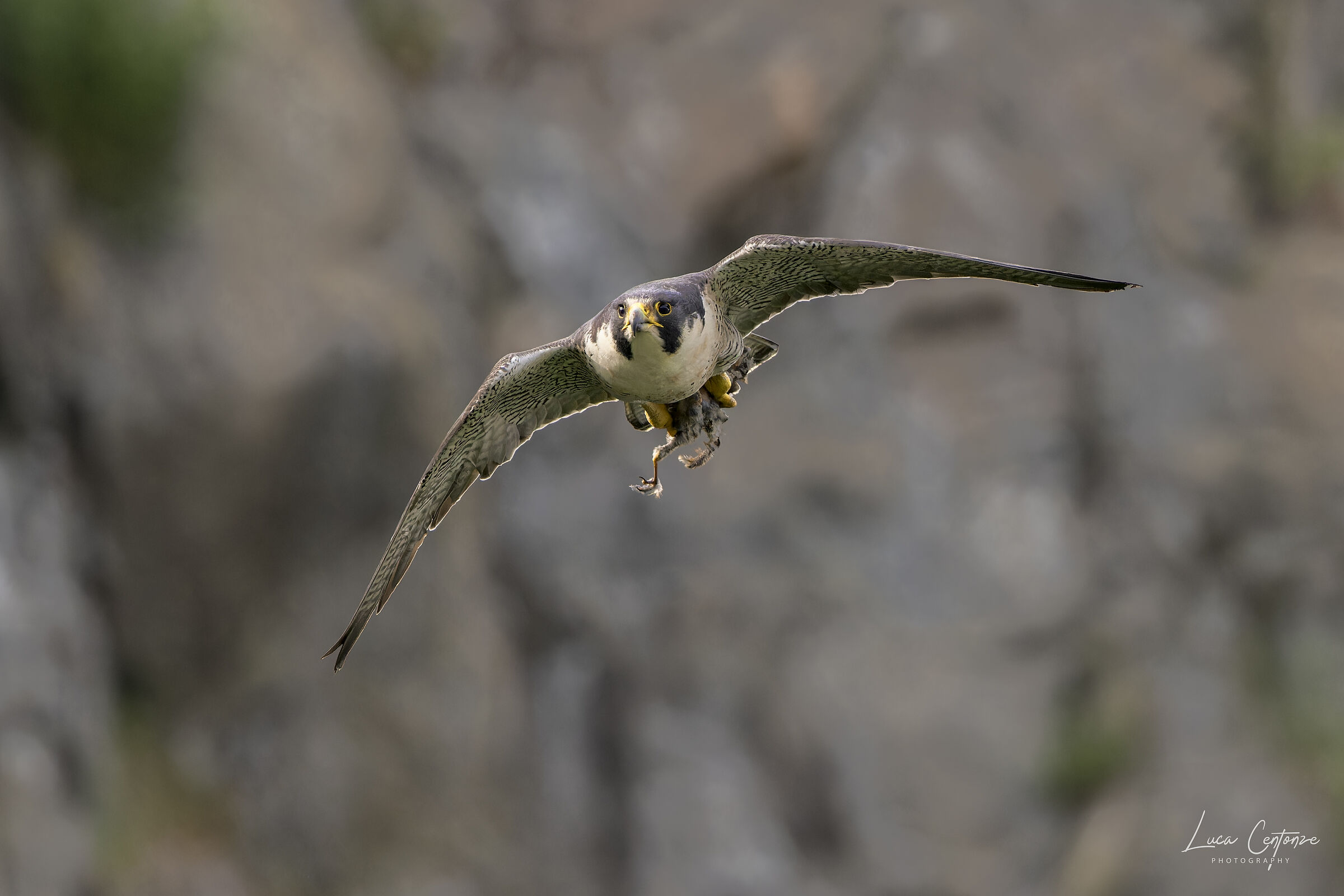 Falco Pellegrino (Falco peregrinus) con preda