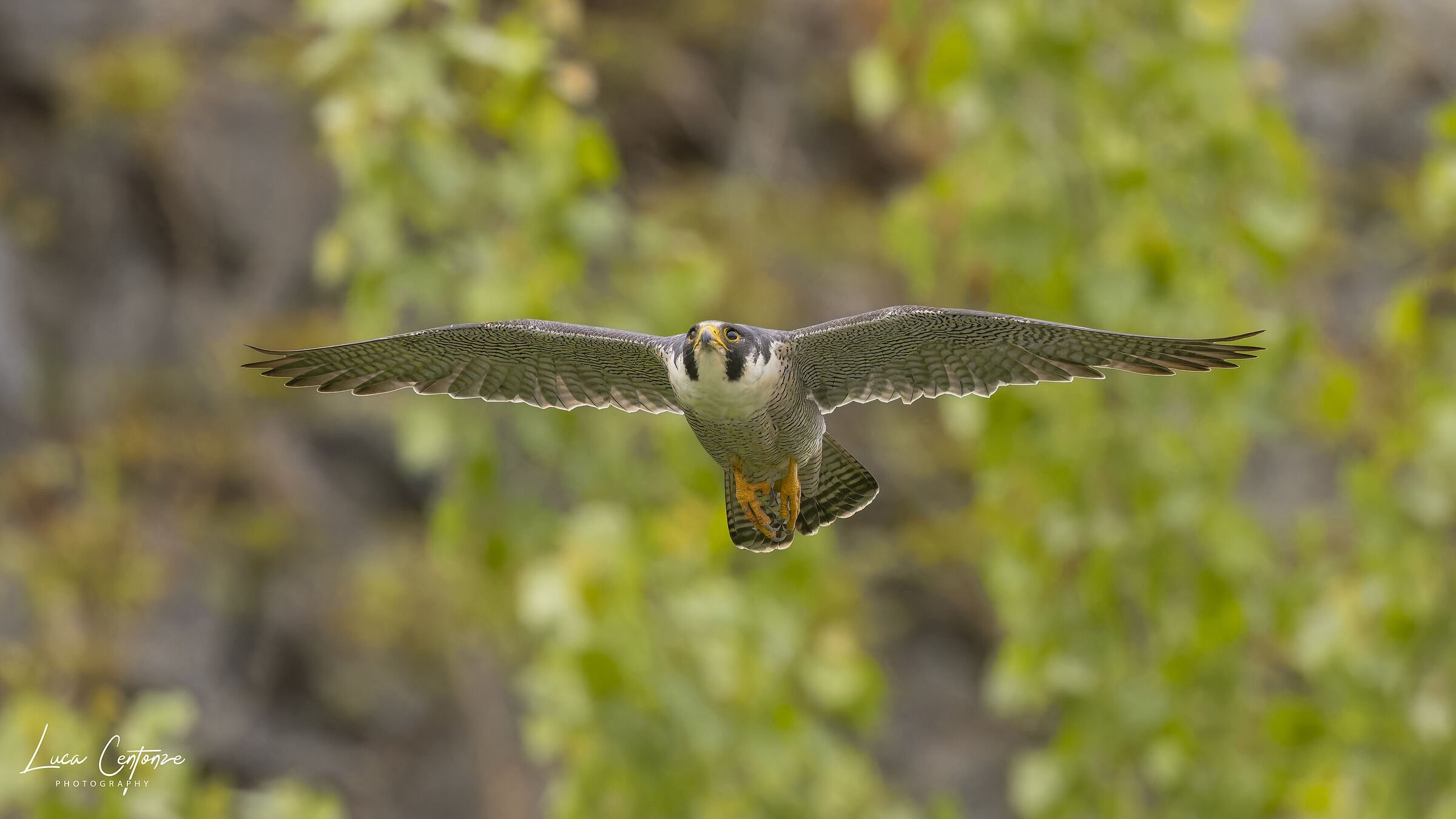 Falco Pellegrino (Falco peregrinus)