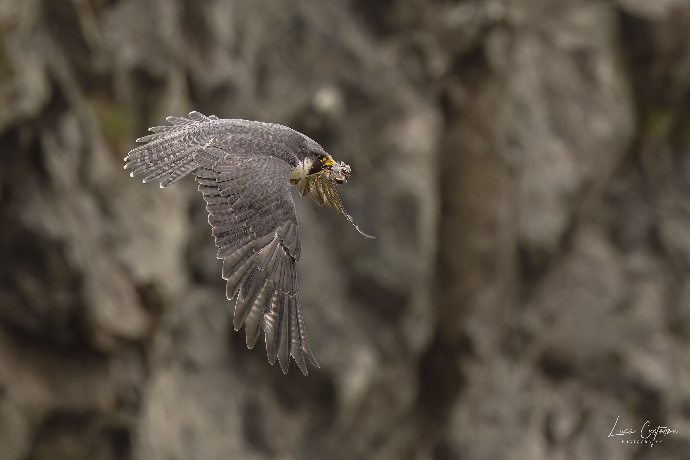 Peregrine Falcon (female with prey)