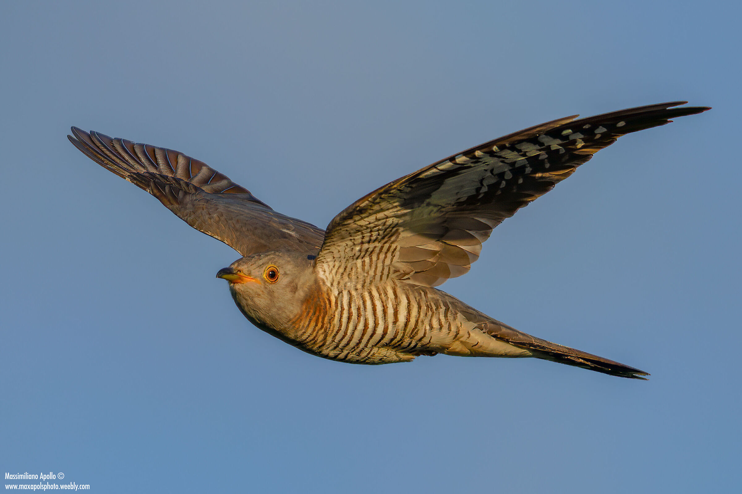 cuculo al tramonto..