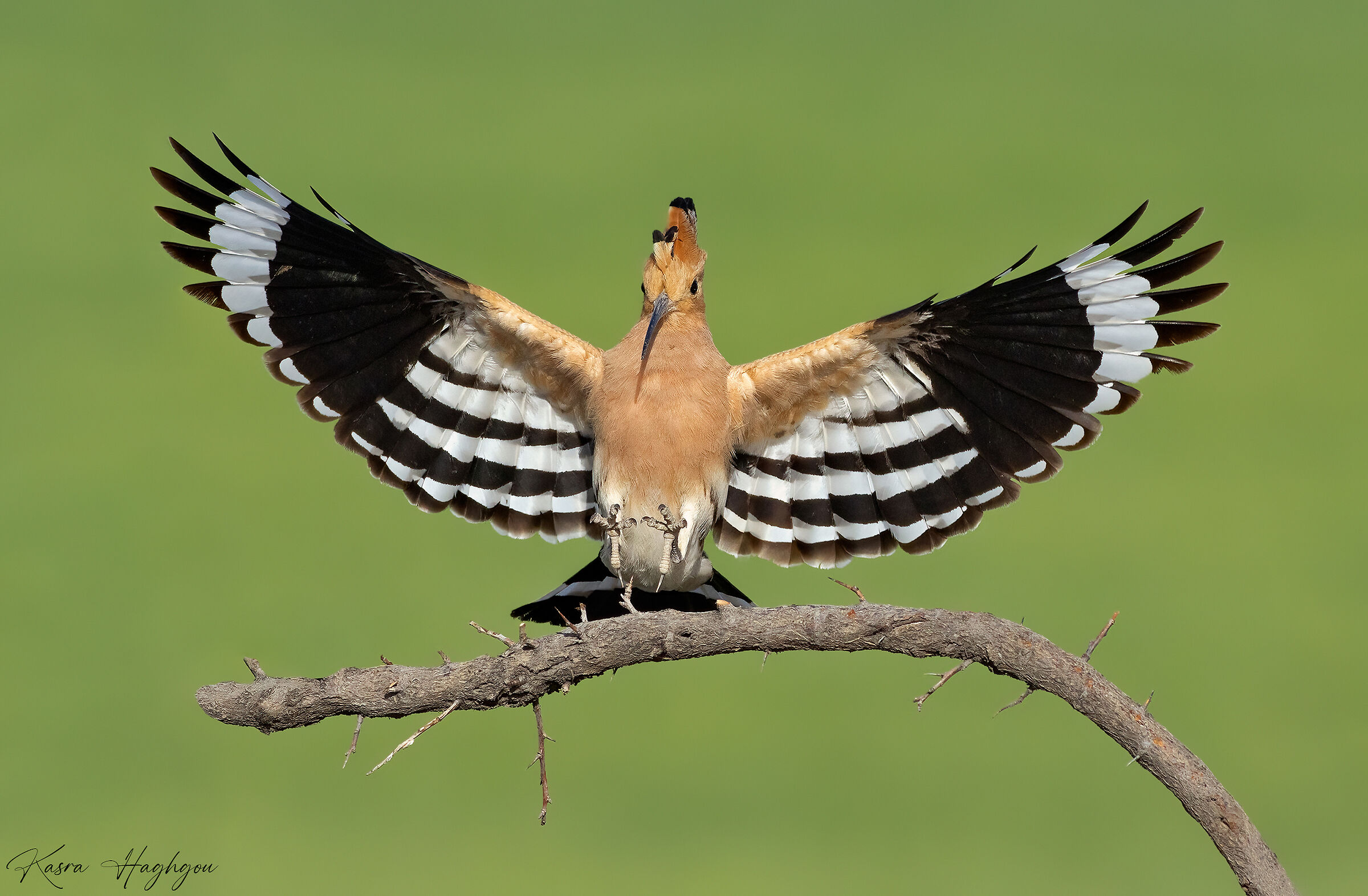 Eurasian hoopoe