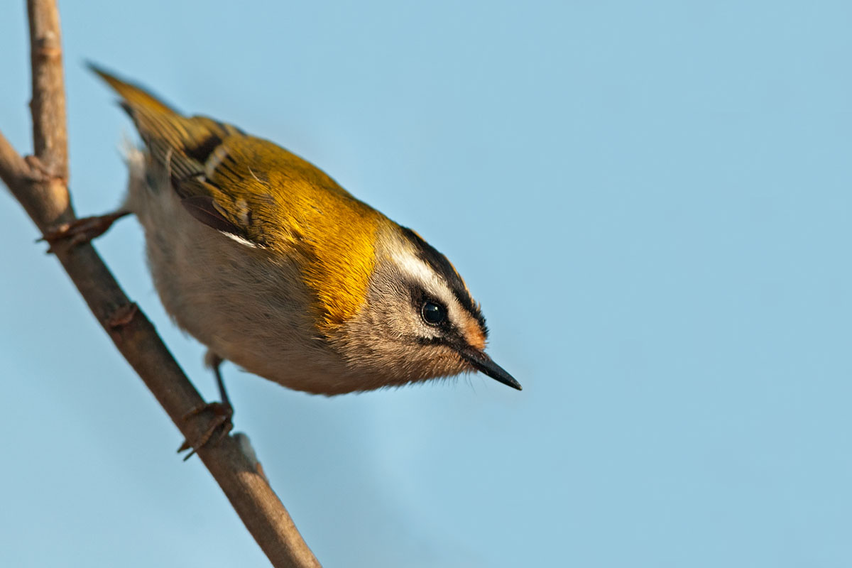 Firecrest curious