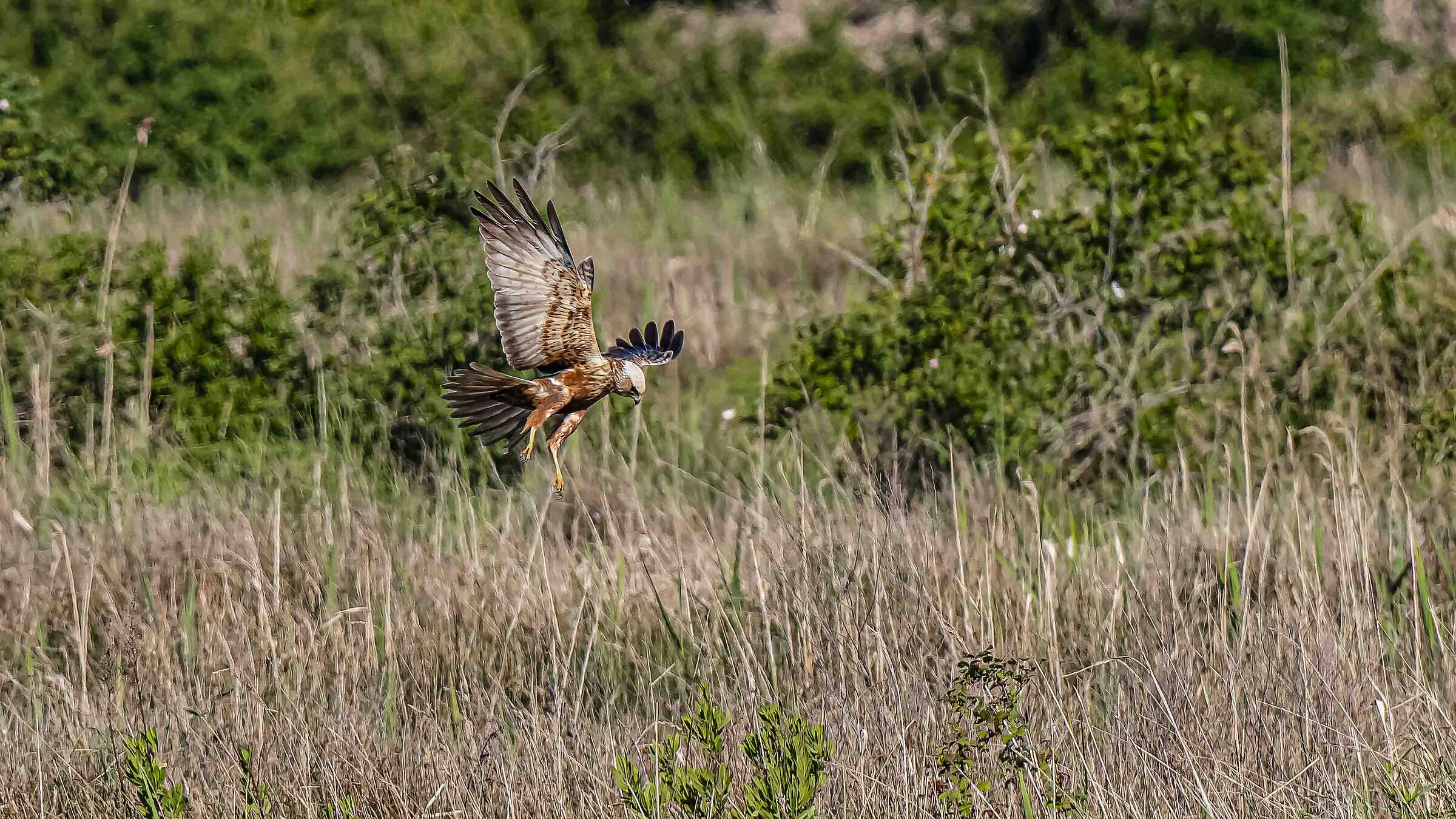 Falco di palude ( F )