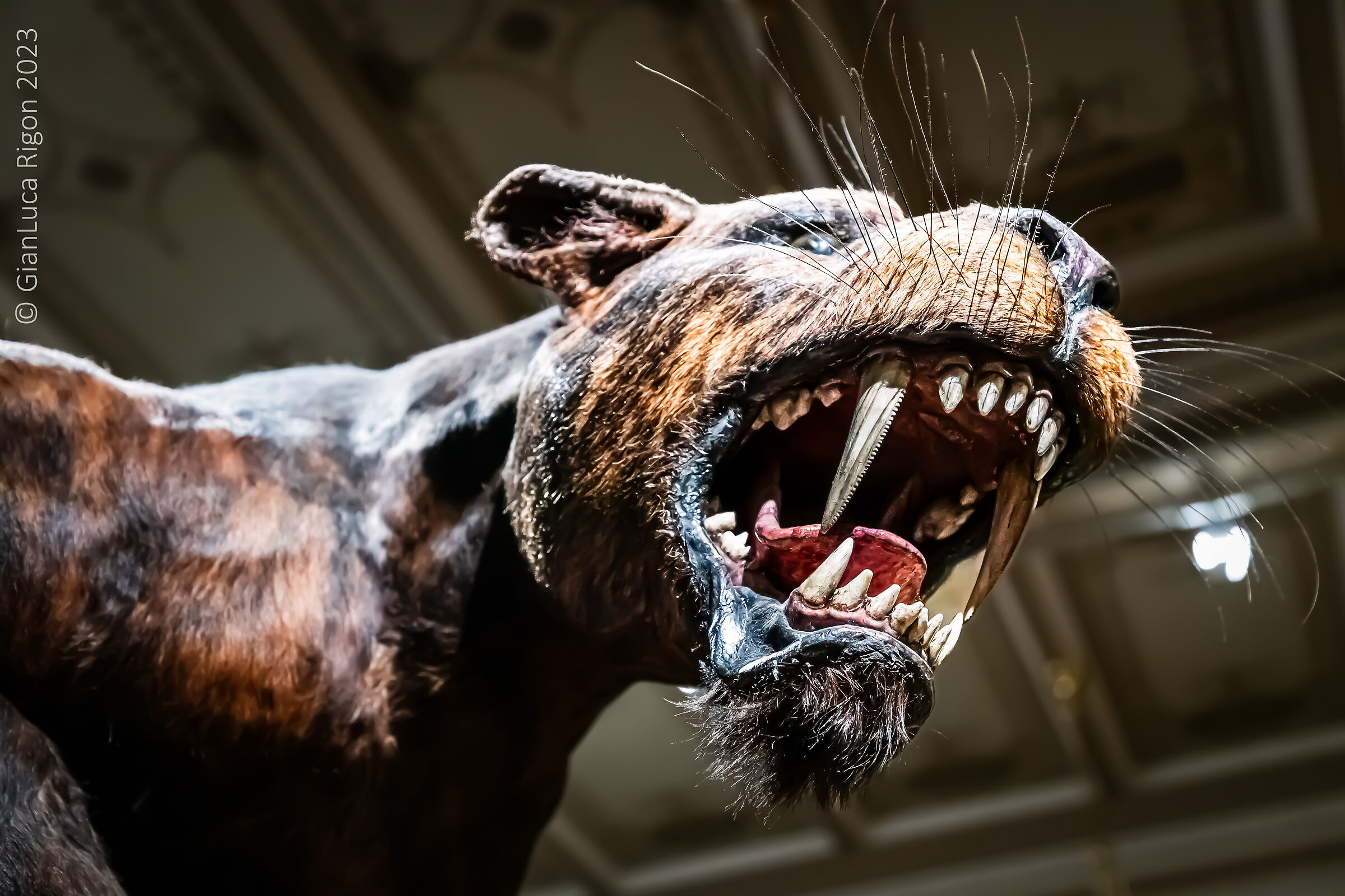 Tigre preistorica - Museo Nazionale di Praga