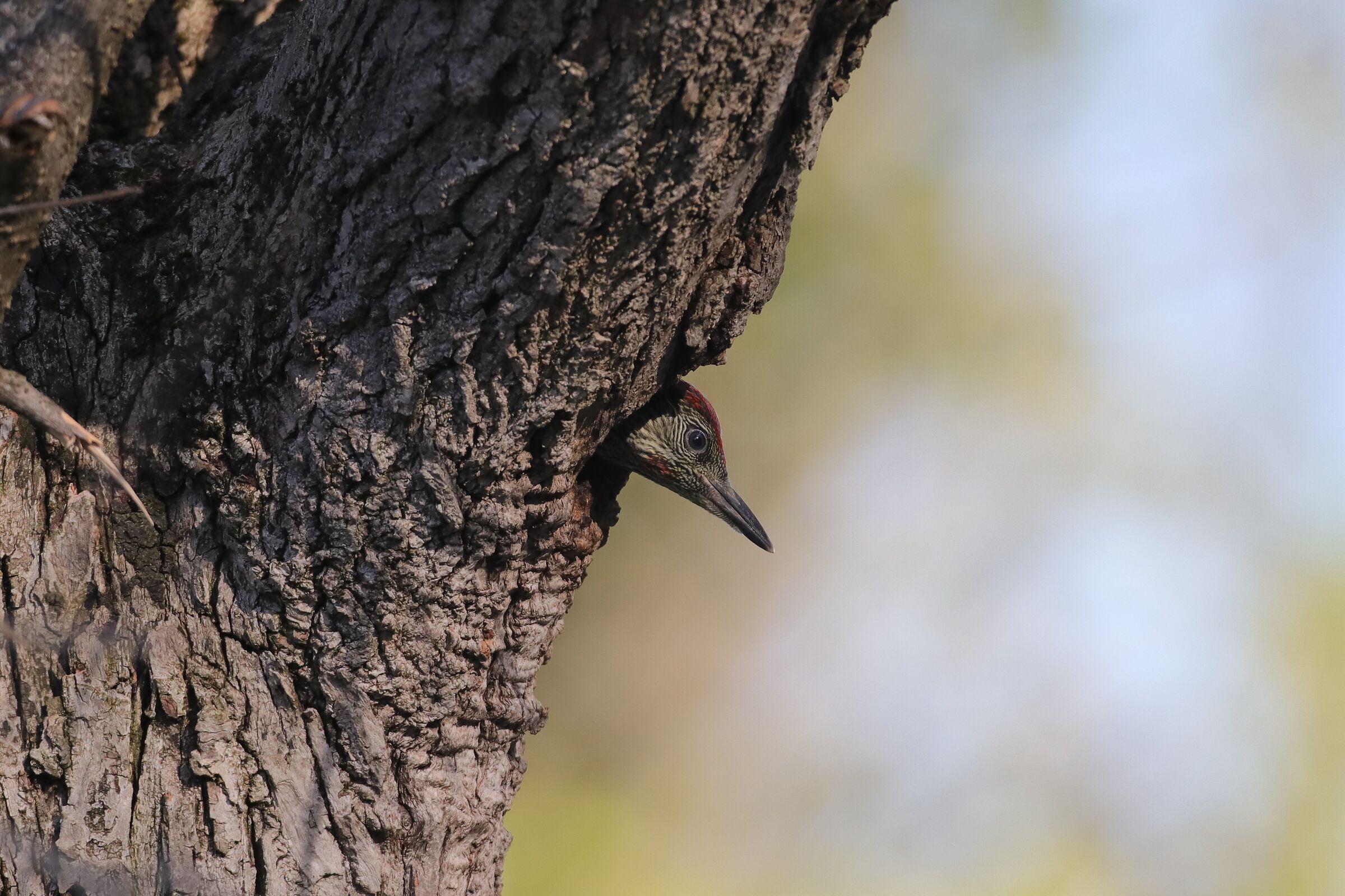 Green Woodpecker in Flight