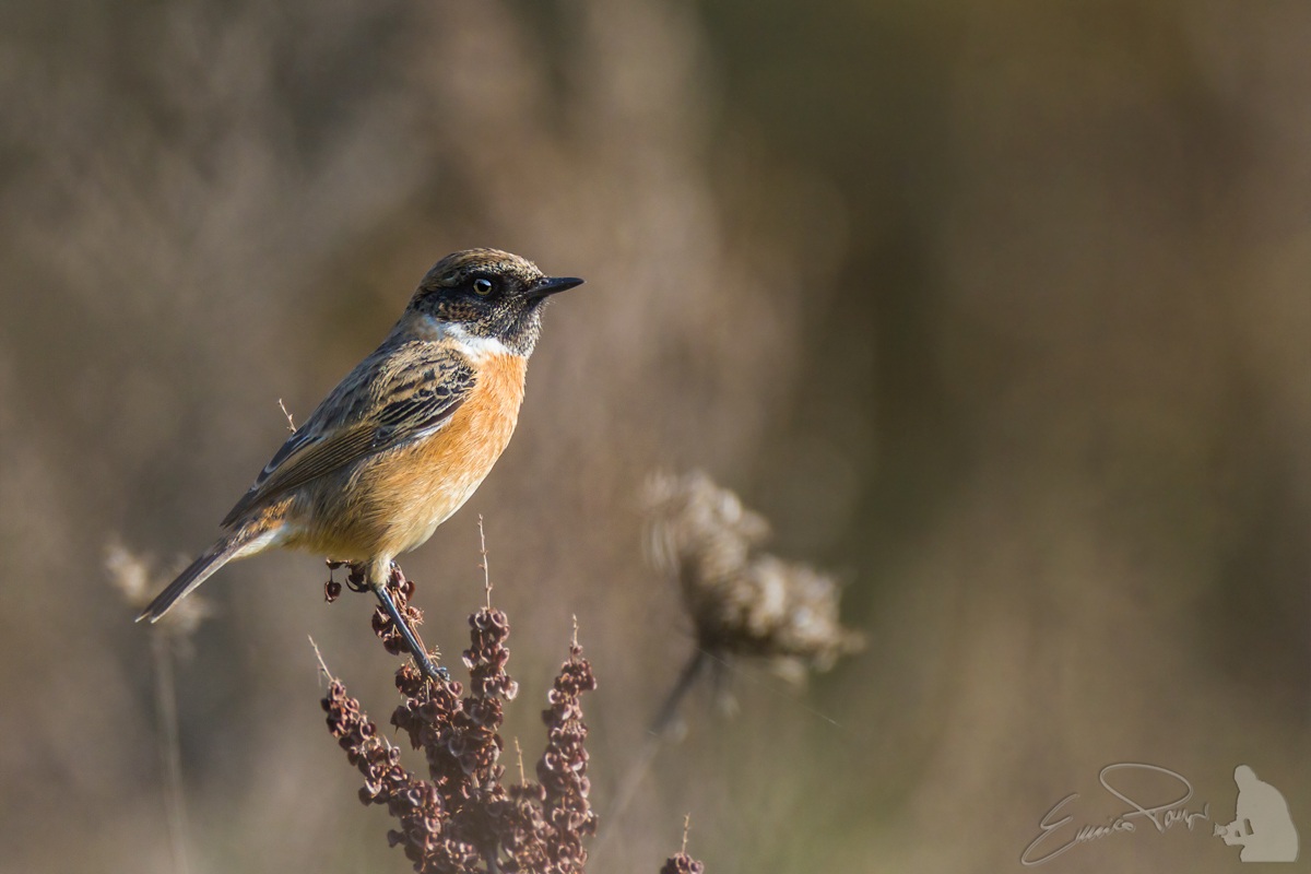 Stonechat