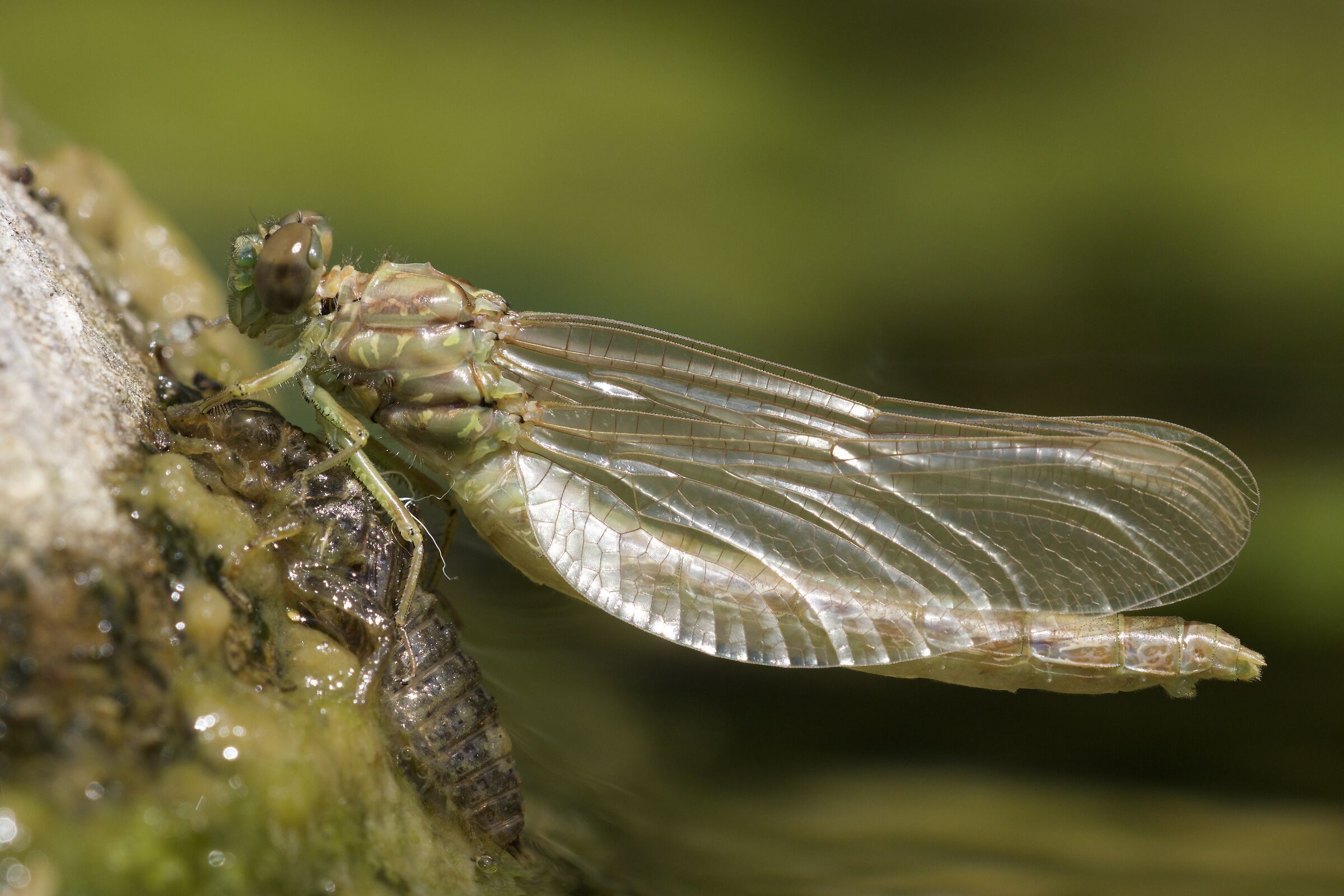 Onychogonphus forcipatus